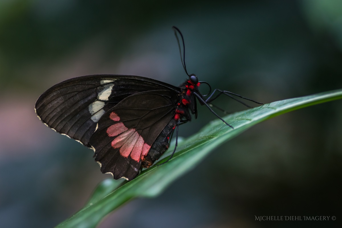 Black and Pink Butterfly 1.jpg