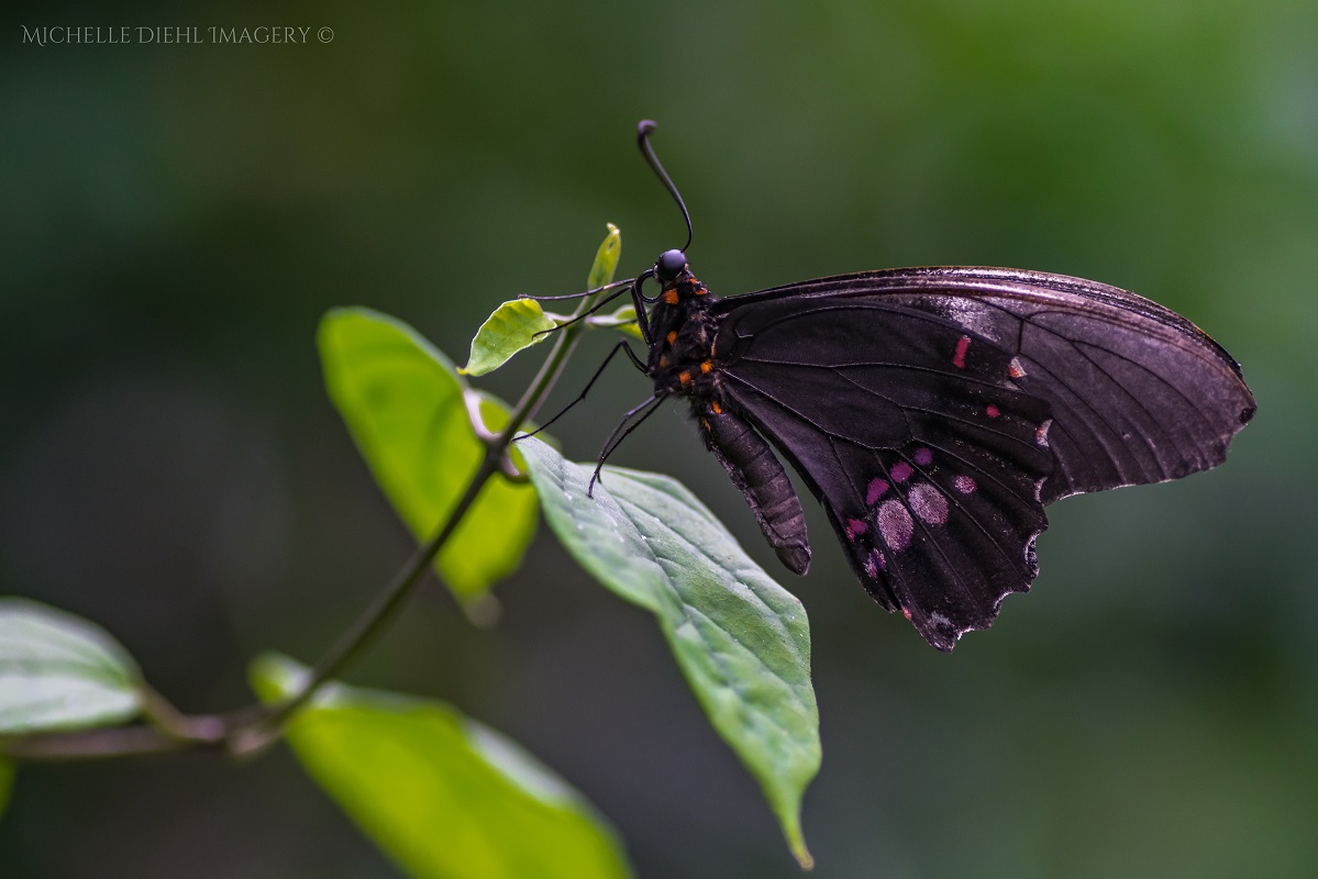 Black and Purple Butterfly 1.jpg