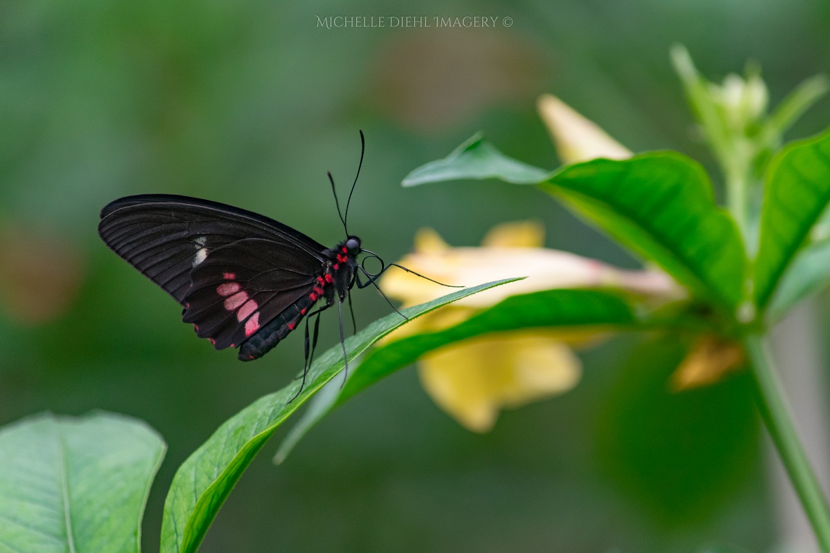 Black and Red Butterfly.jpg