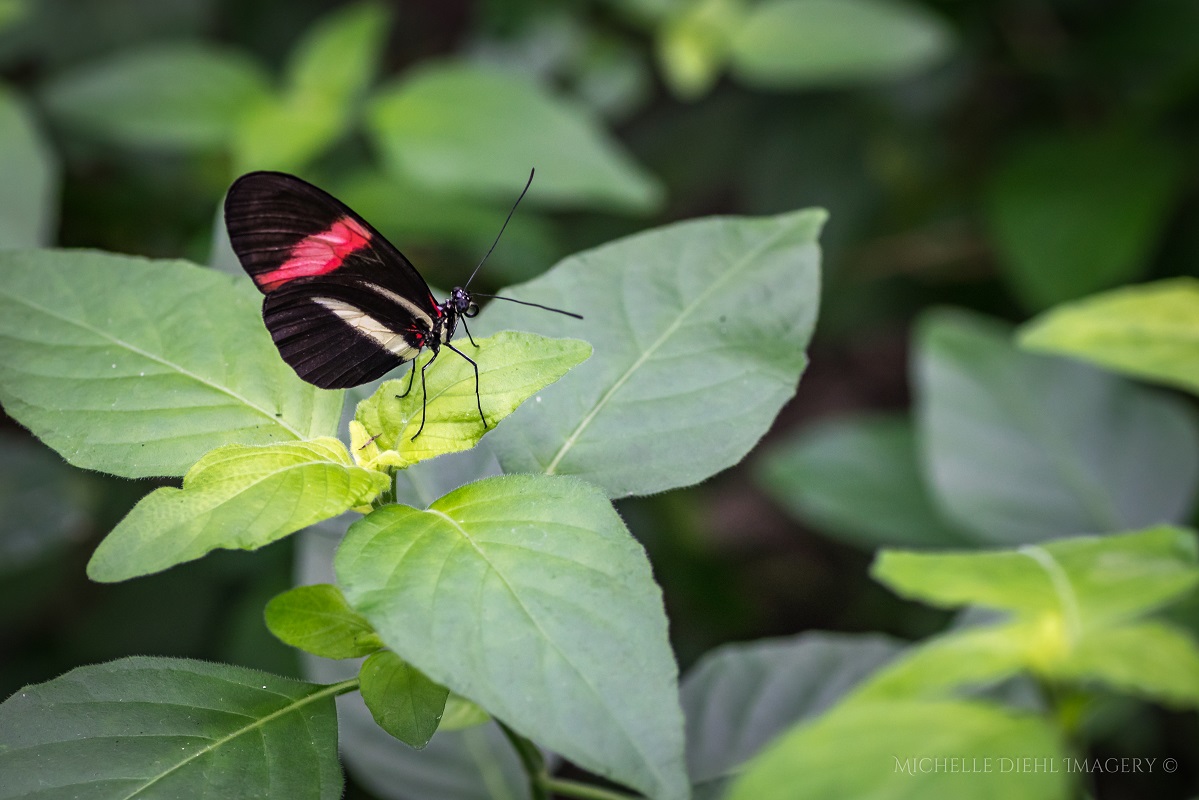 Black and Red Butterfly 2.jpg