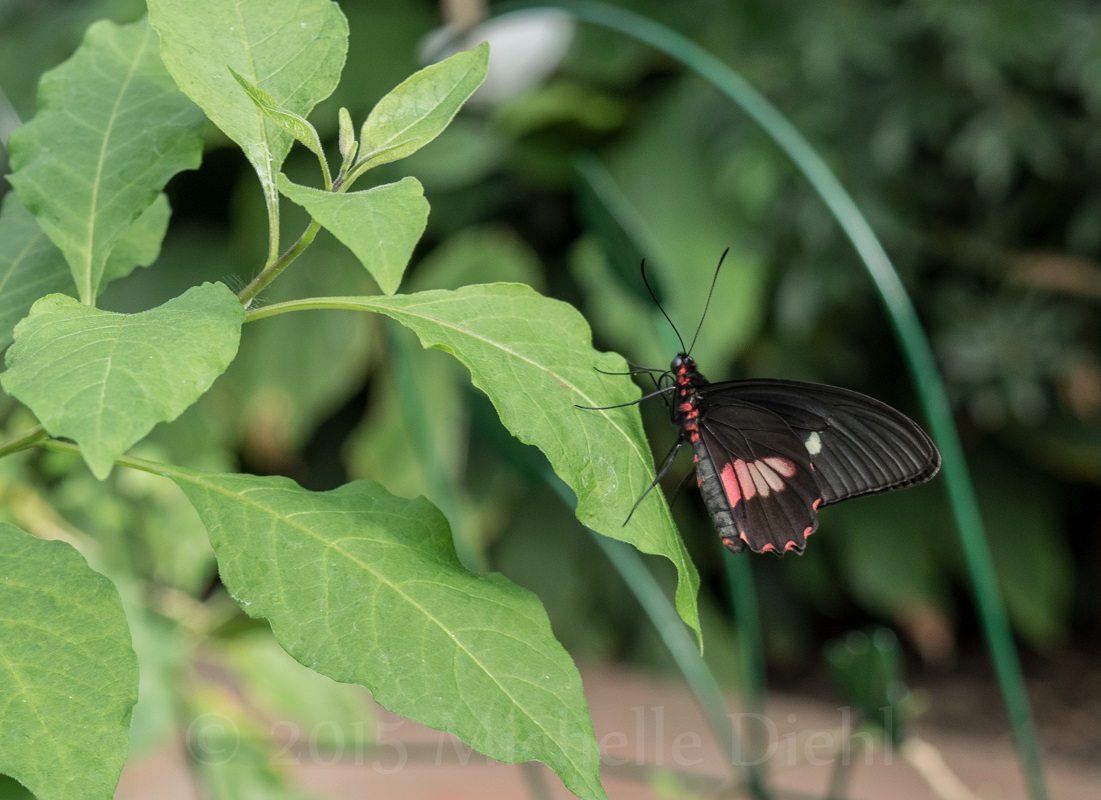 Butterfly 1.jpg