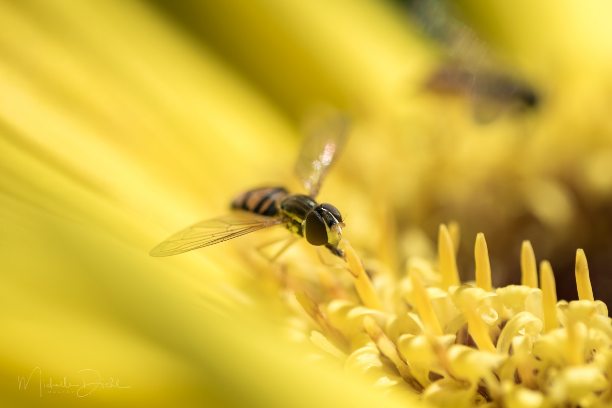 Hoverfly 2.jpg