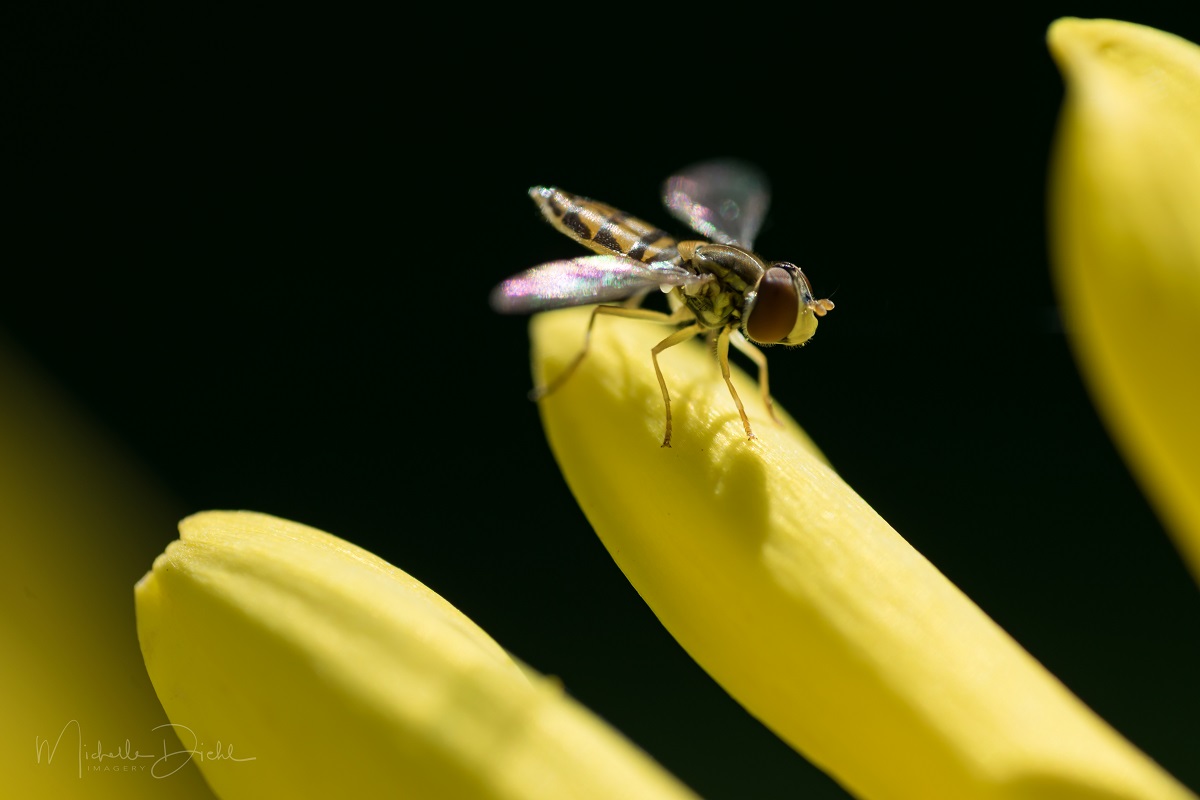 Hoverfly 1.jpg