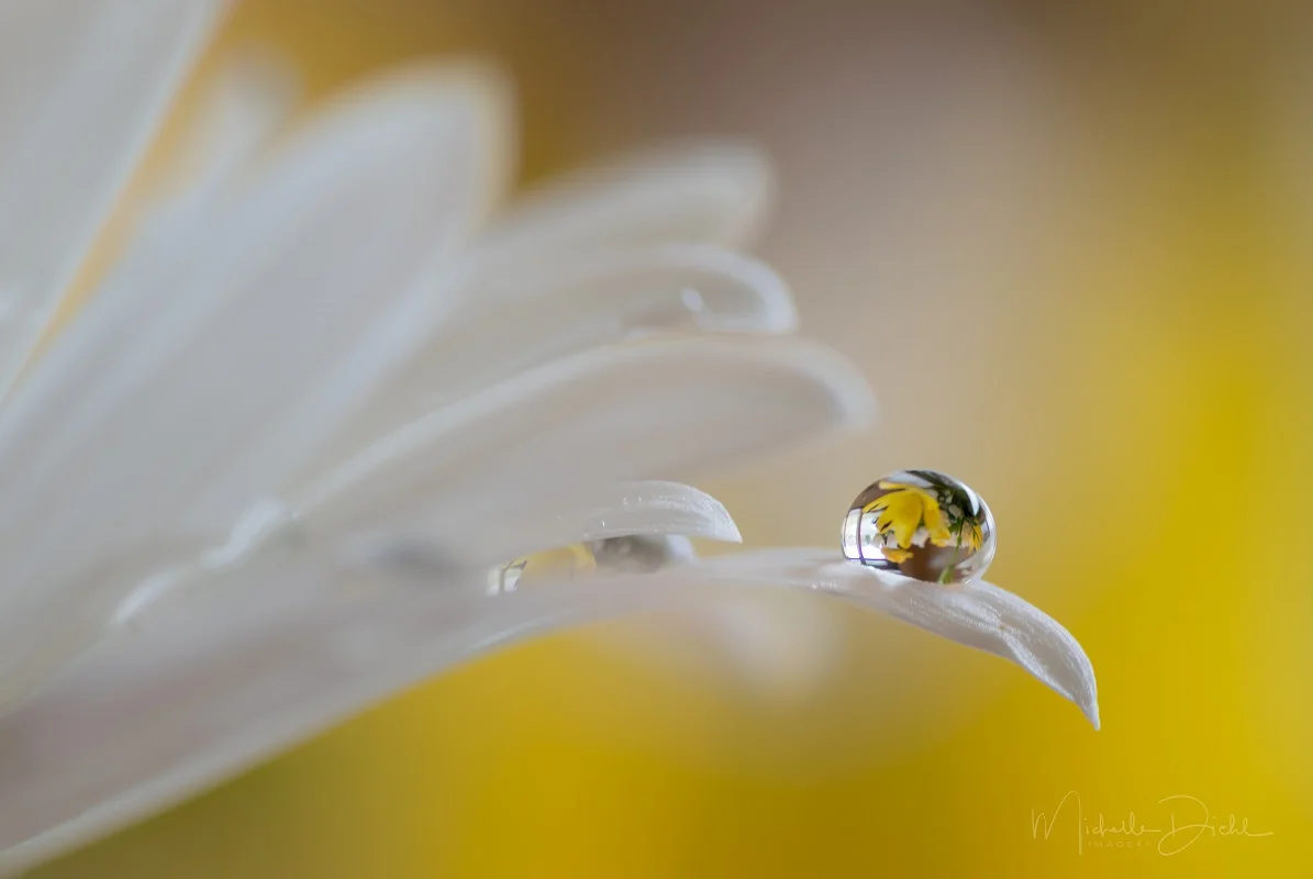 White Daisy 1.jpg