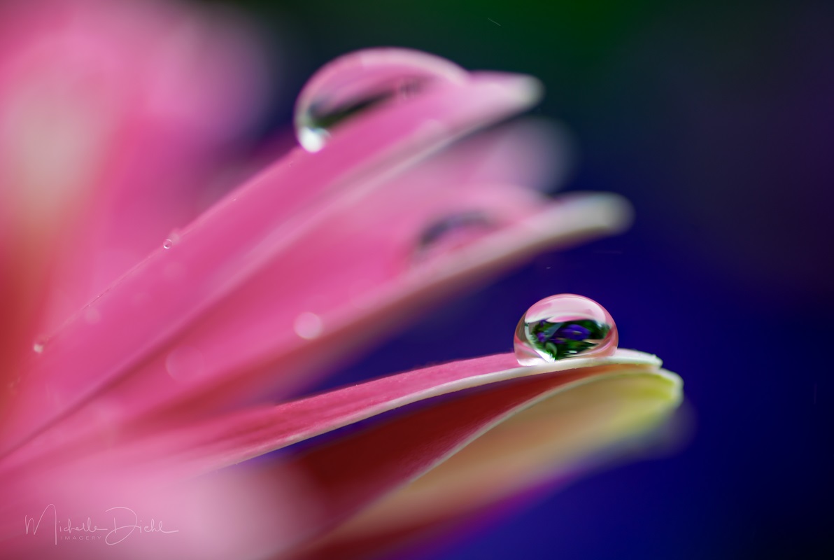 Hot Pink Gerbera 2.jpg