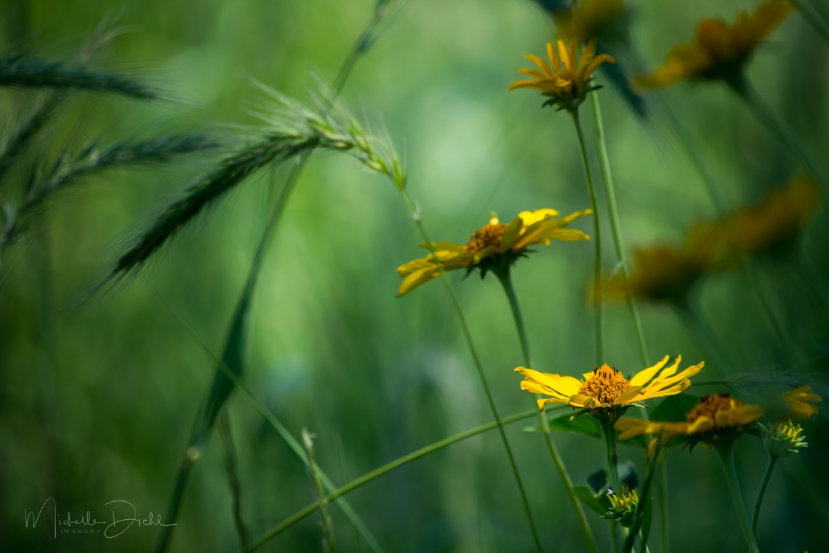 Yellow flowers 1.jpg