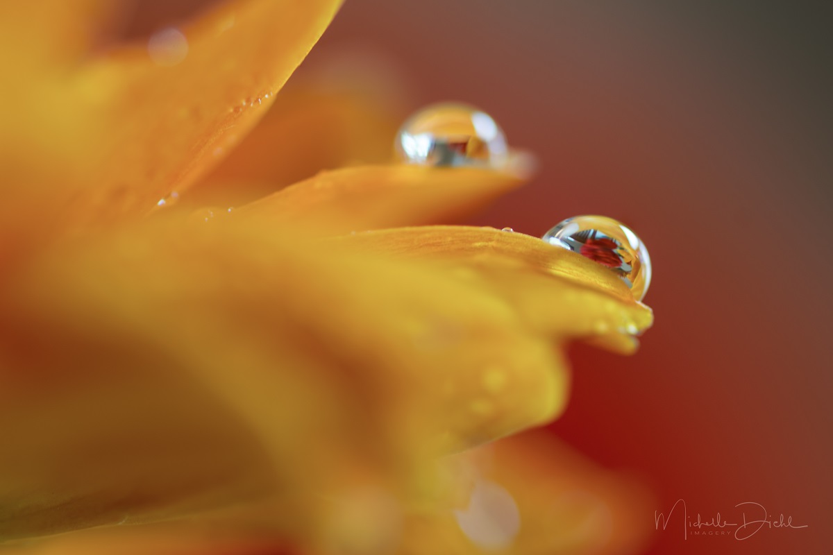 Orange Daisy Water Drop.jpg