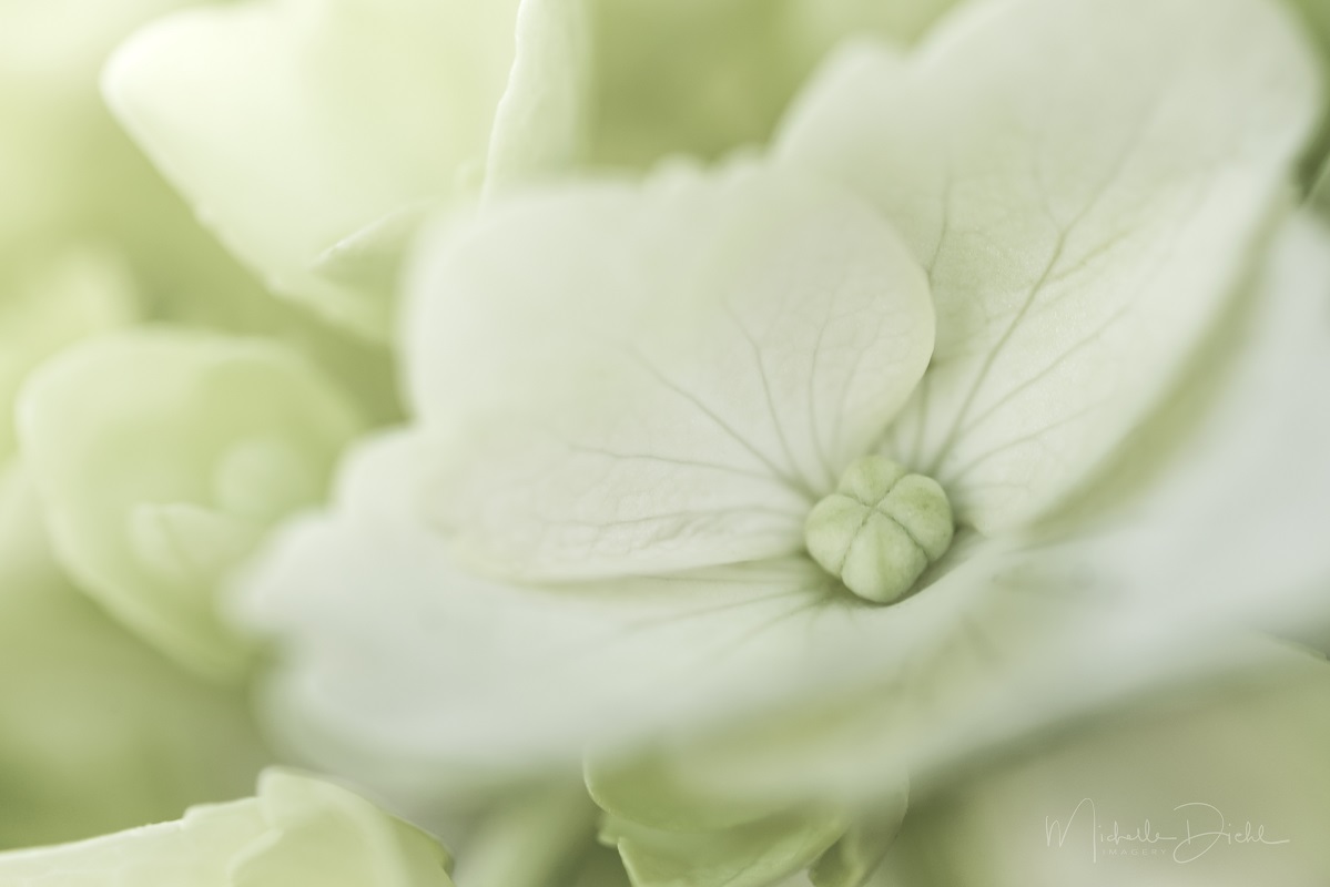 Hydrangea 2.jpg