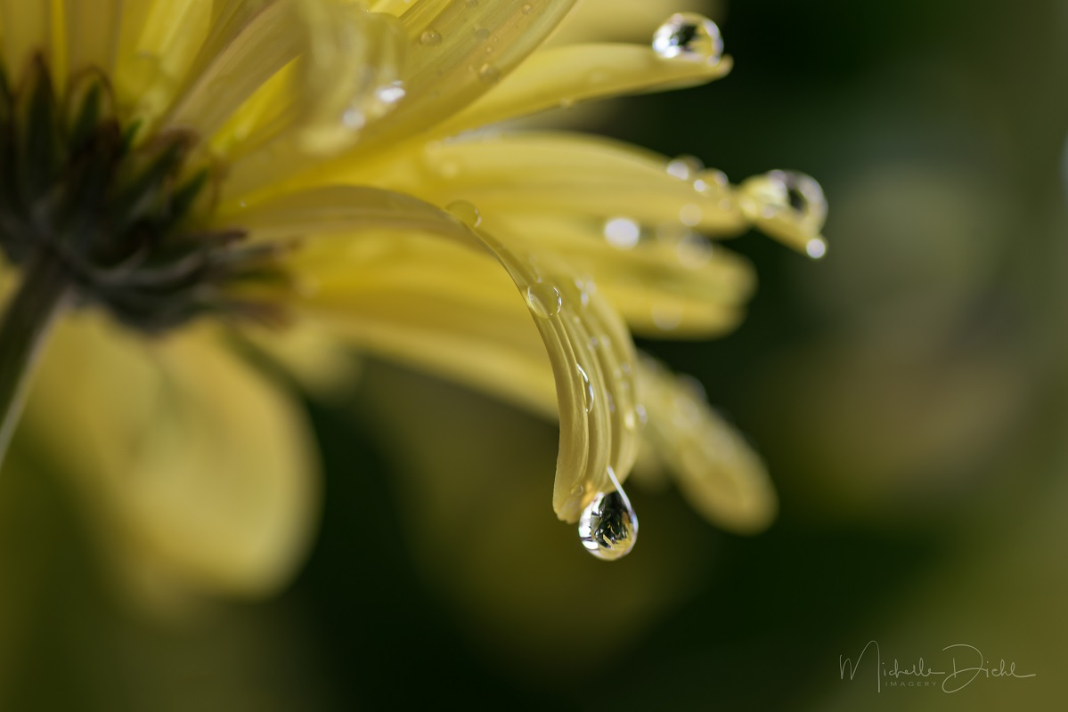Yellow Daisy Water Drop 1.jpg