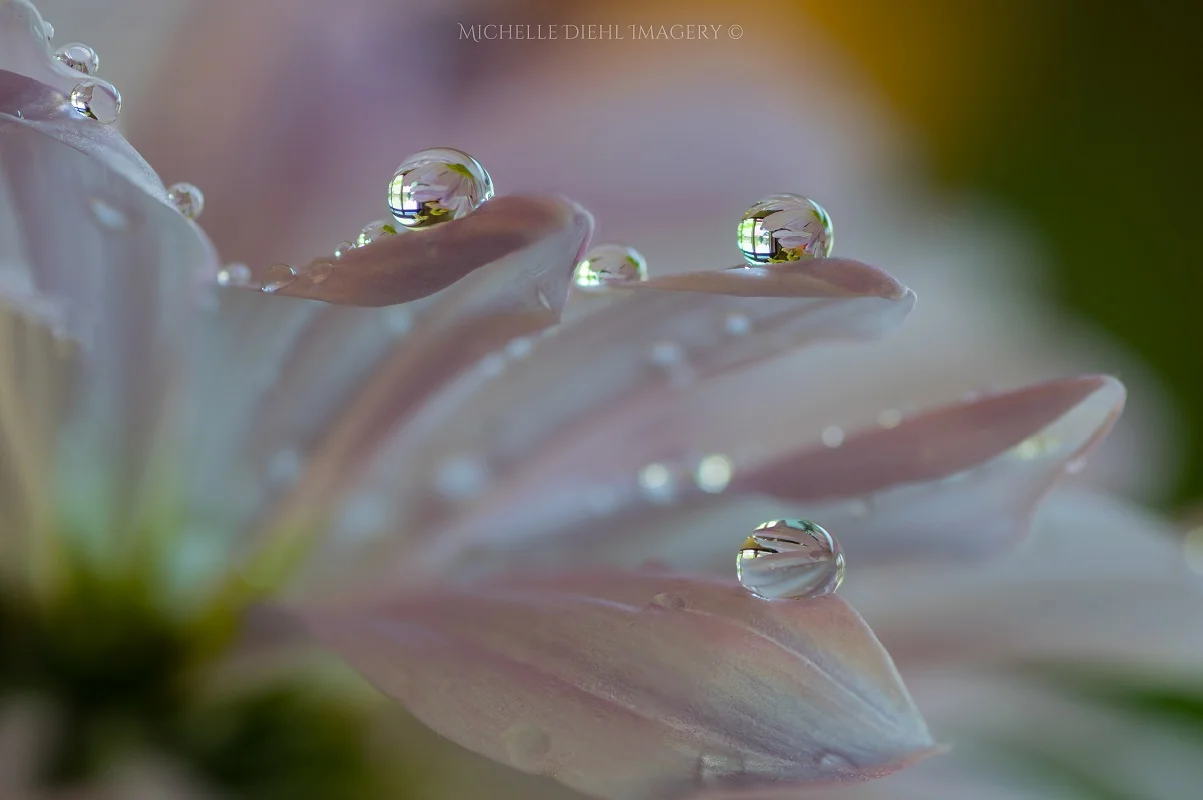 Pink Petals Dew Drops 1.jpg