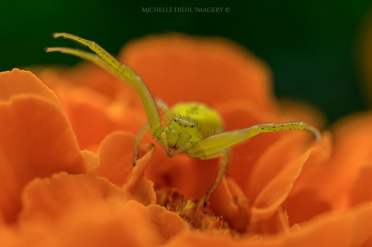 Spider 1.jpg