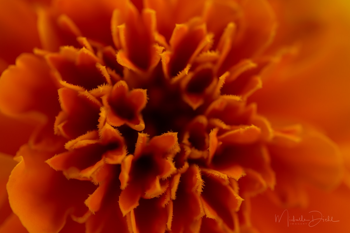 Orange Marigold 1.jpg