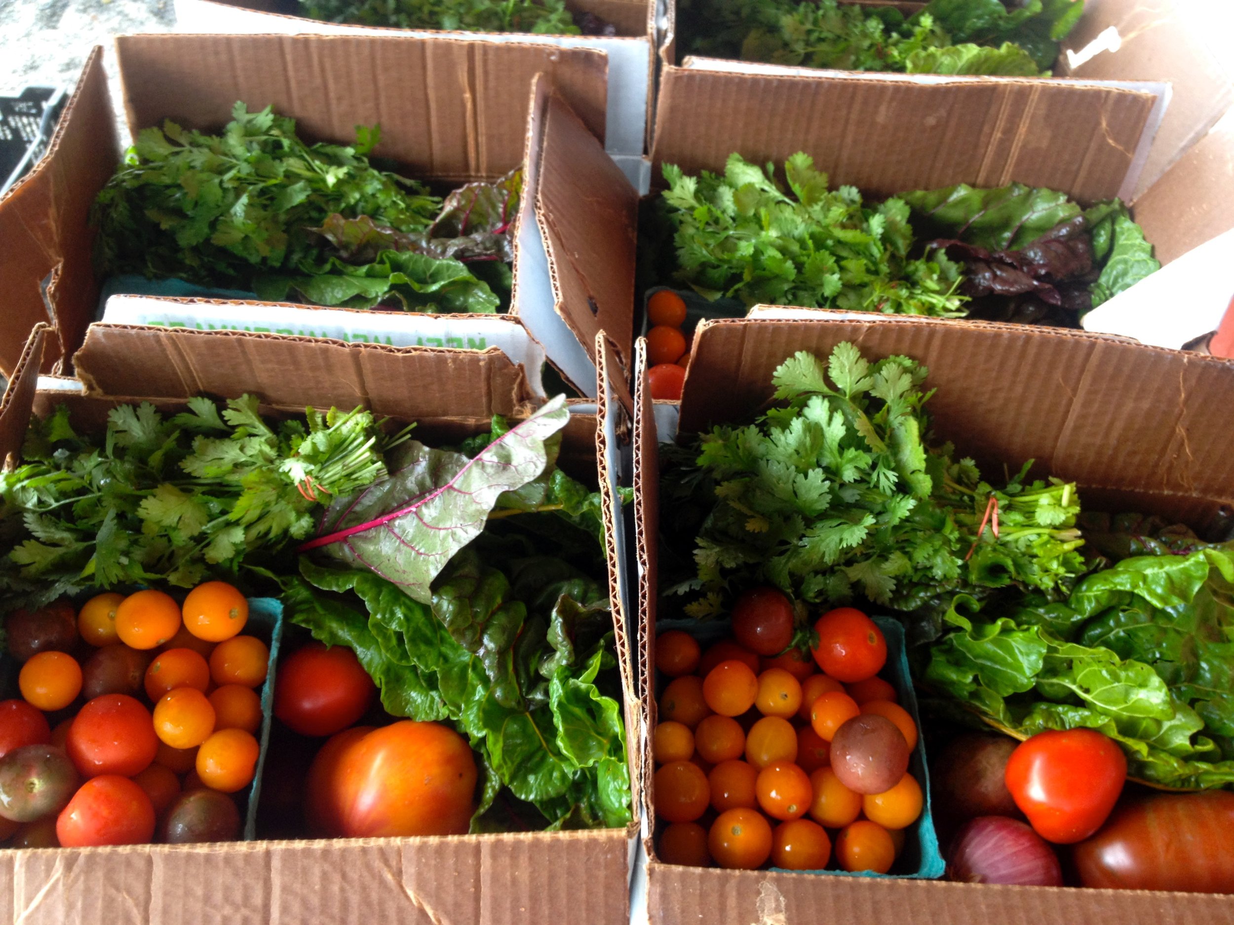 Summer CSA bounty with salsa fixings!
