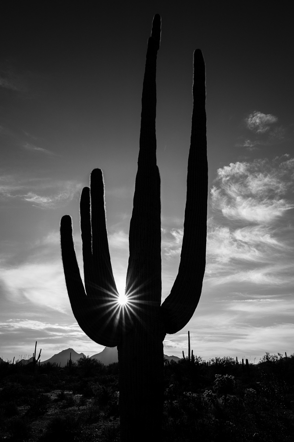 Saguaro at Sunrise