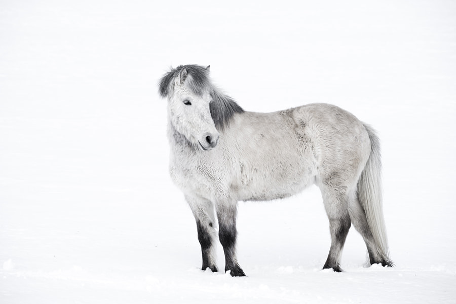 Icelandic Horse