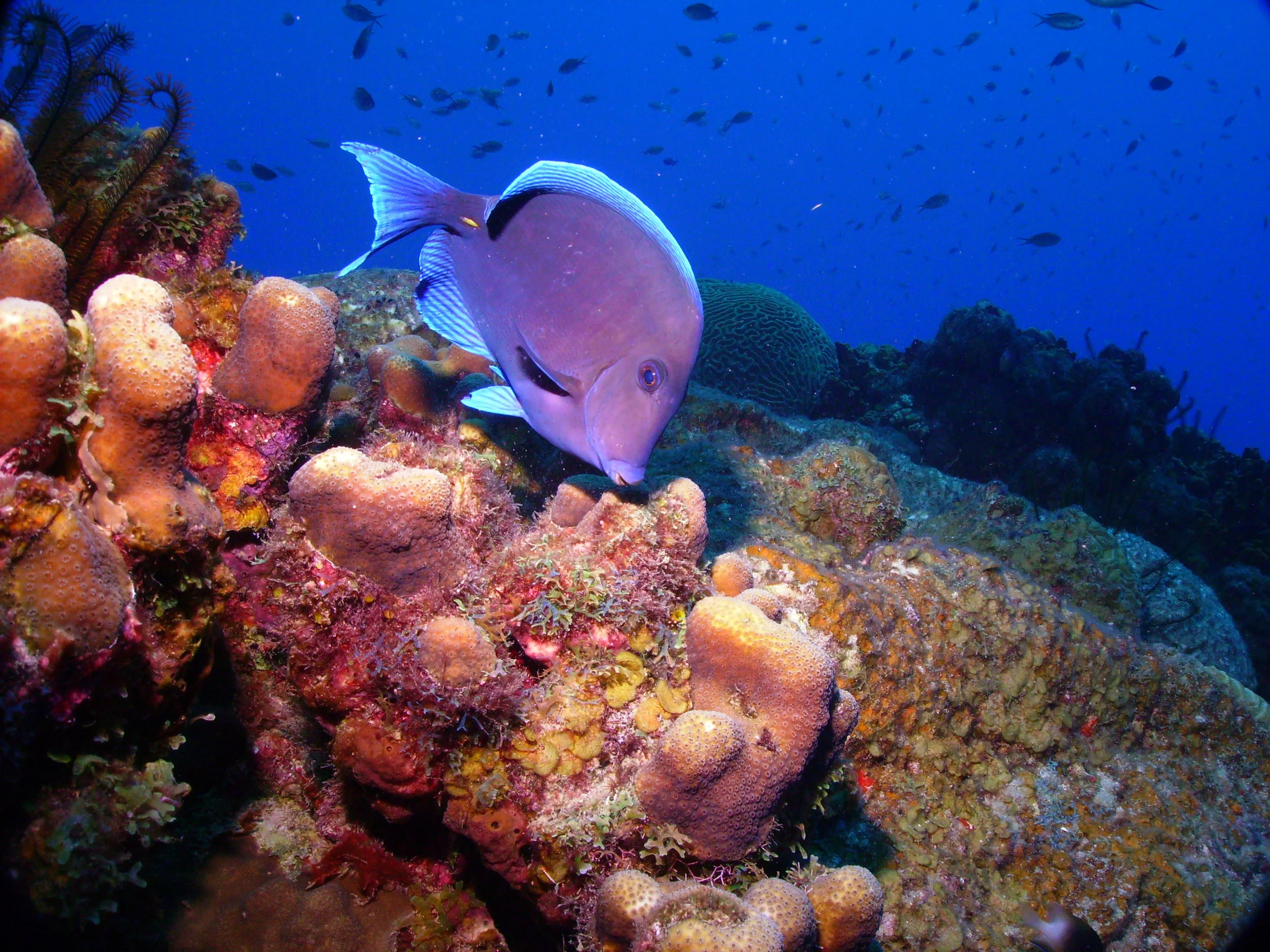 ST. LUCIA 2009 166.jpg