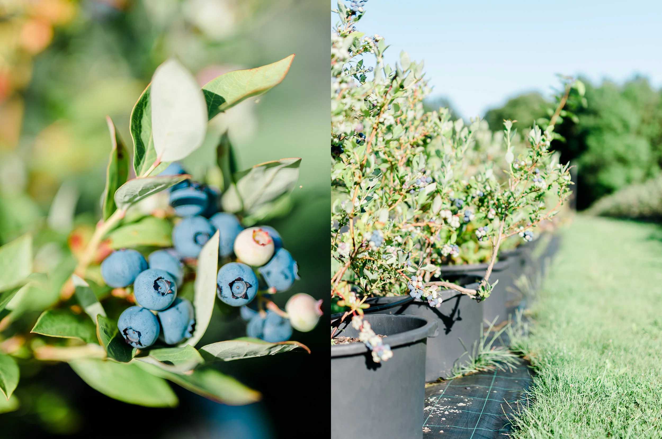 BlueberryFields.jpg