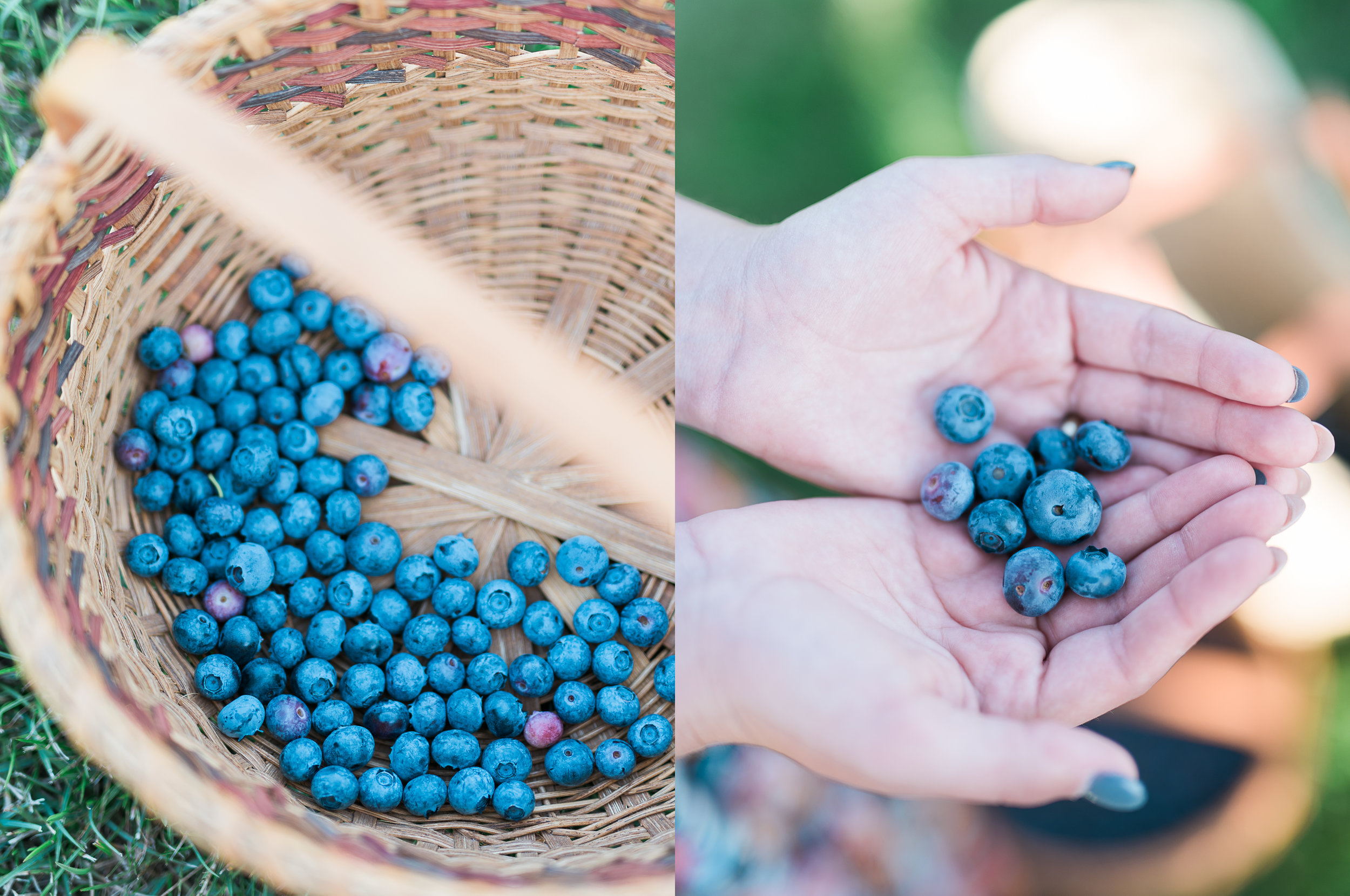Blueberries.jpg