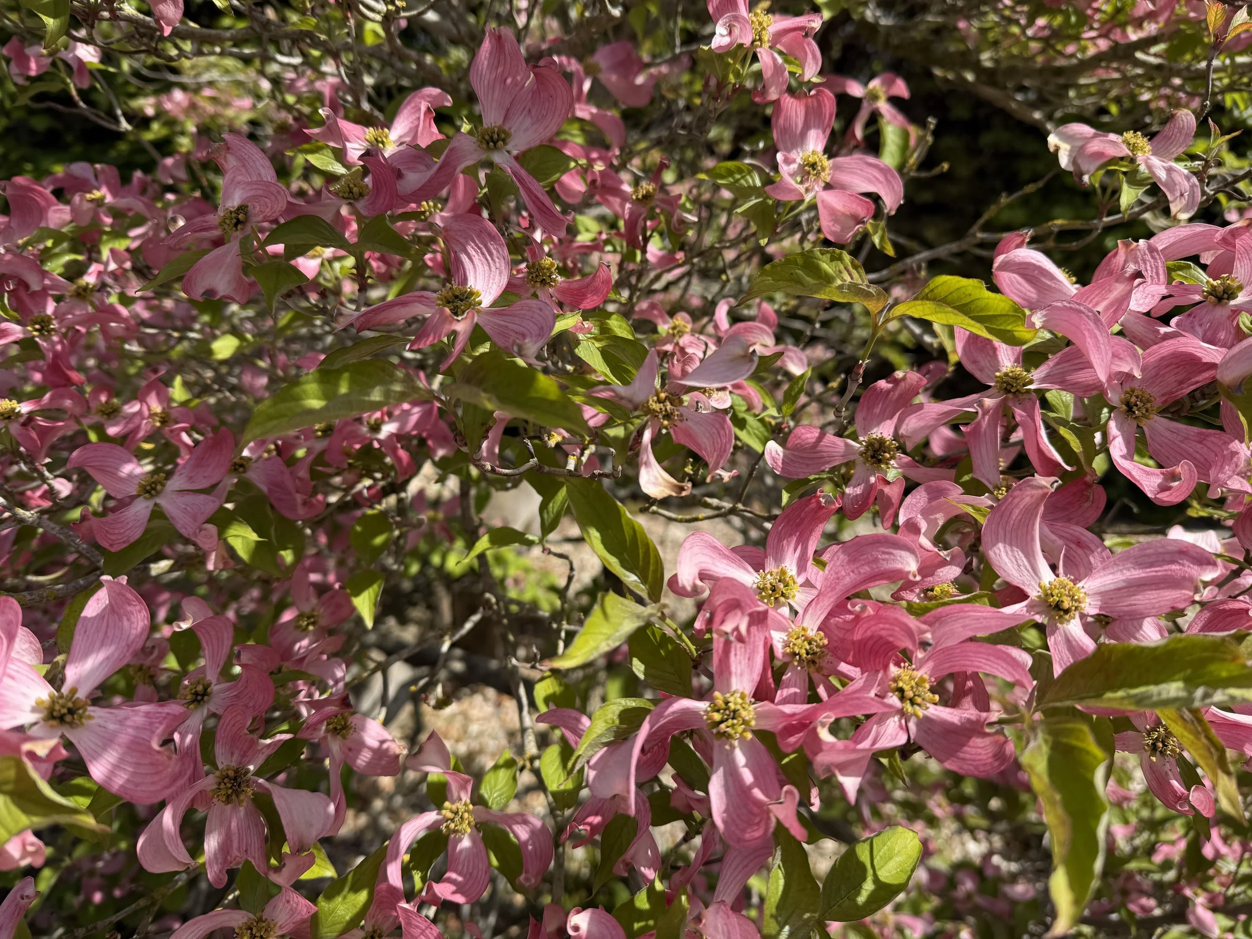 Handkerchief tree.jpg