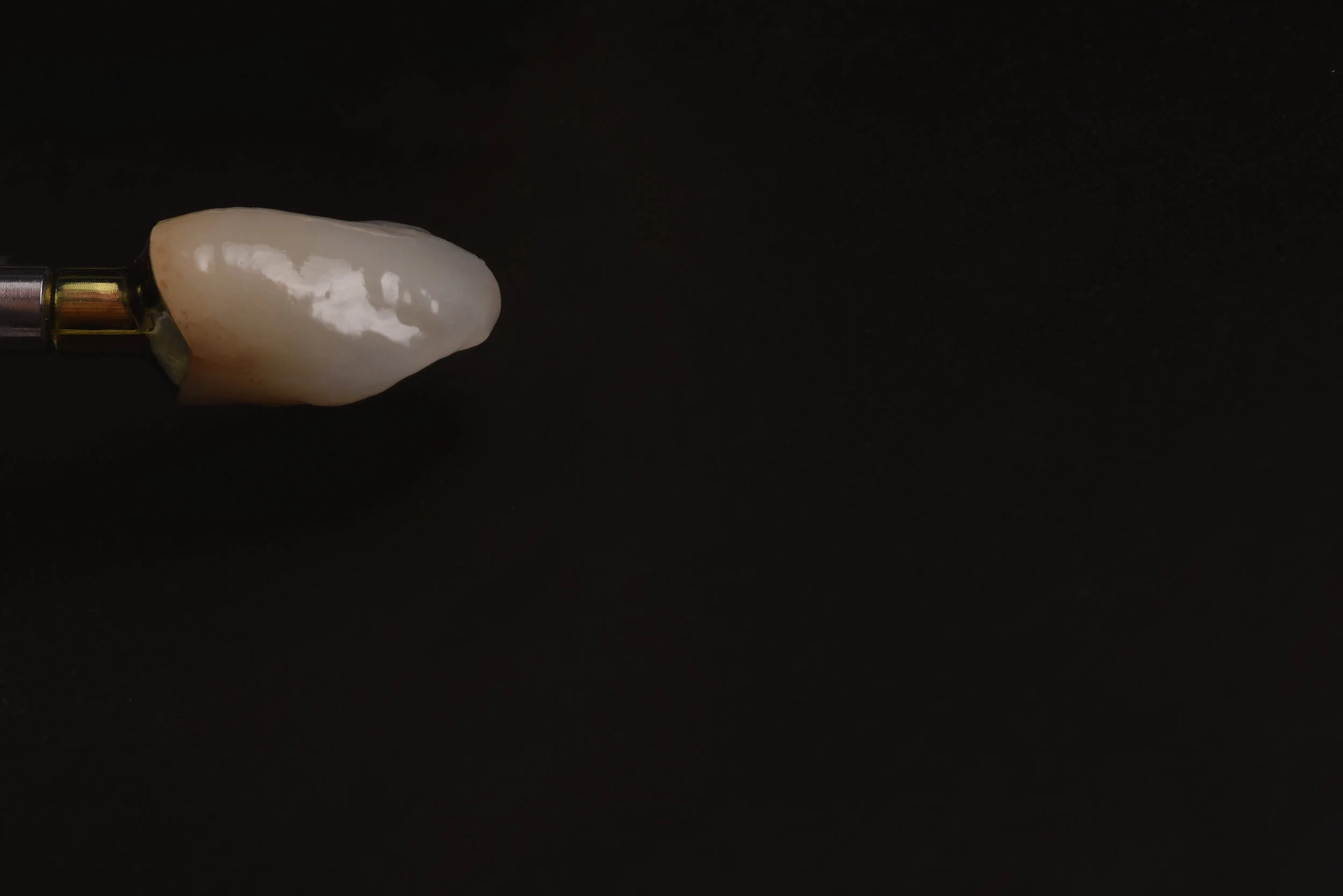 canine implant lab web.jpg