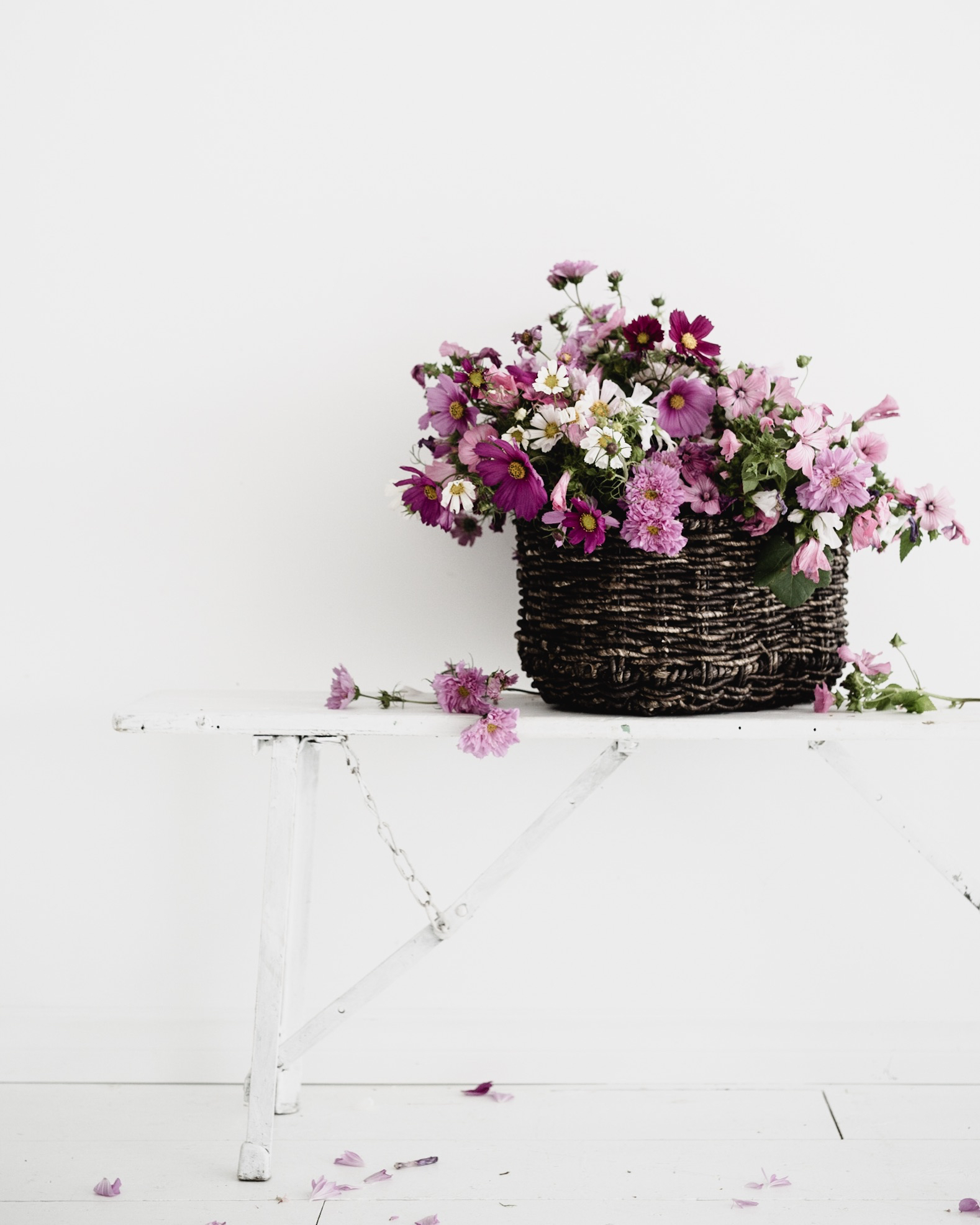 Image by Kim Klassen ( @kimklassen )