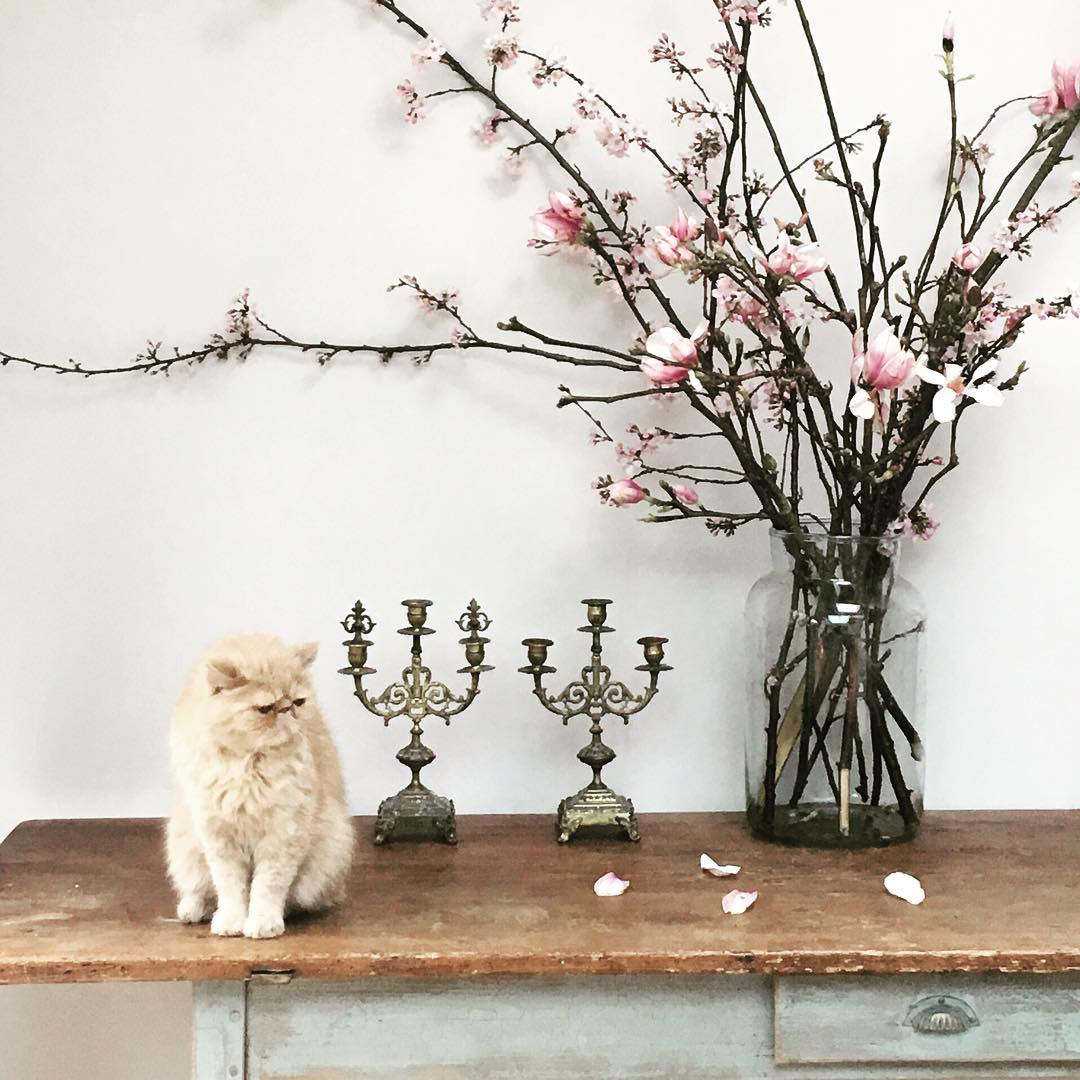 Image by @honeysuckle_and_hilda