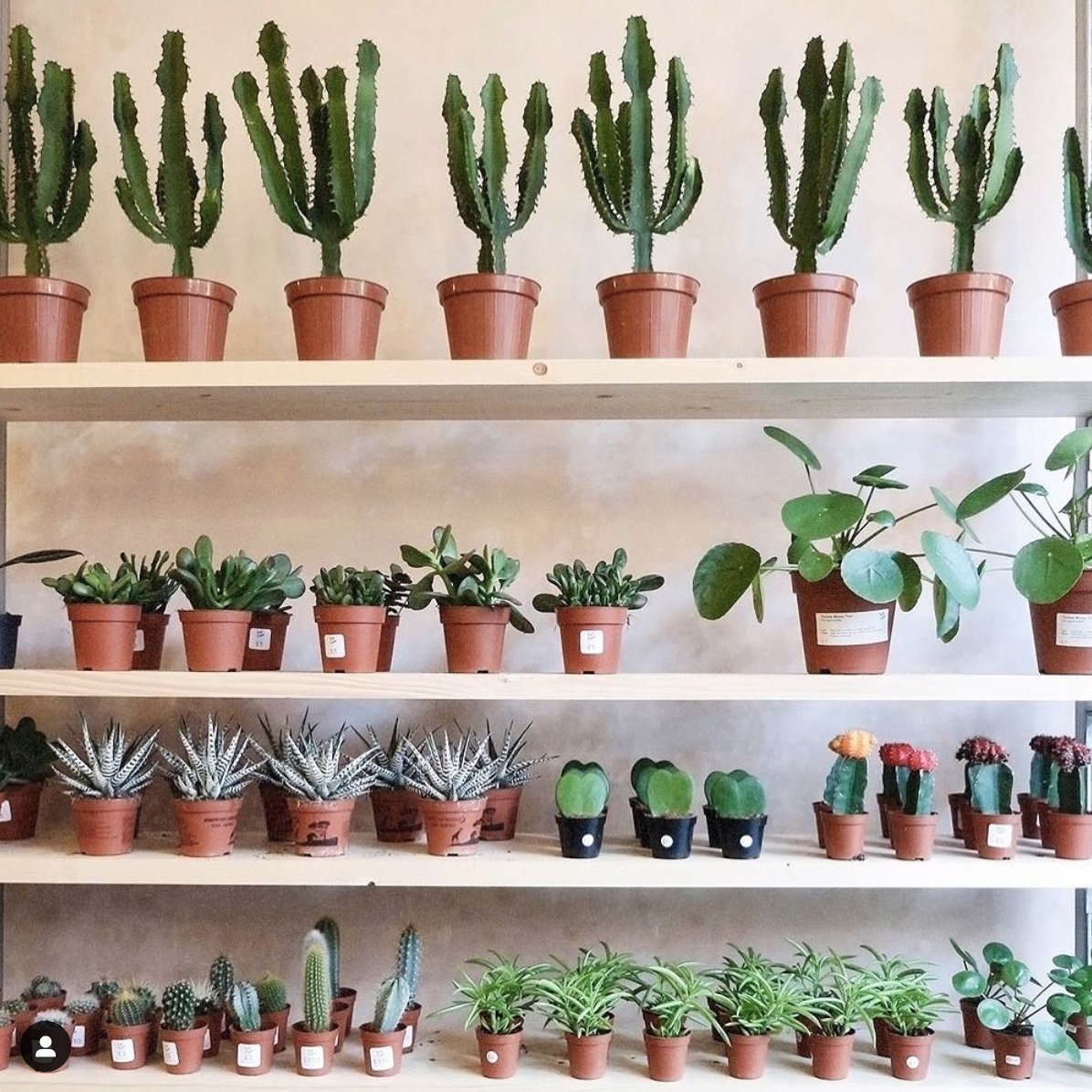 Ten Of The Best Plant Shops In The Uk And Europe 91 Magazine