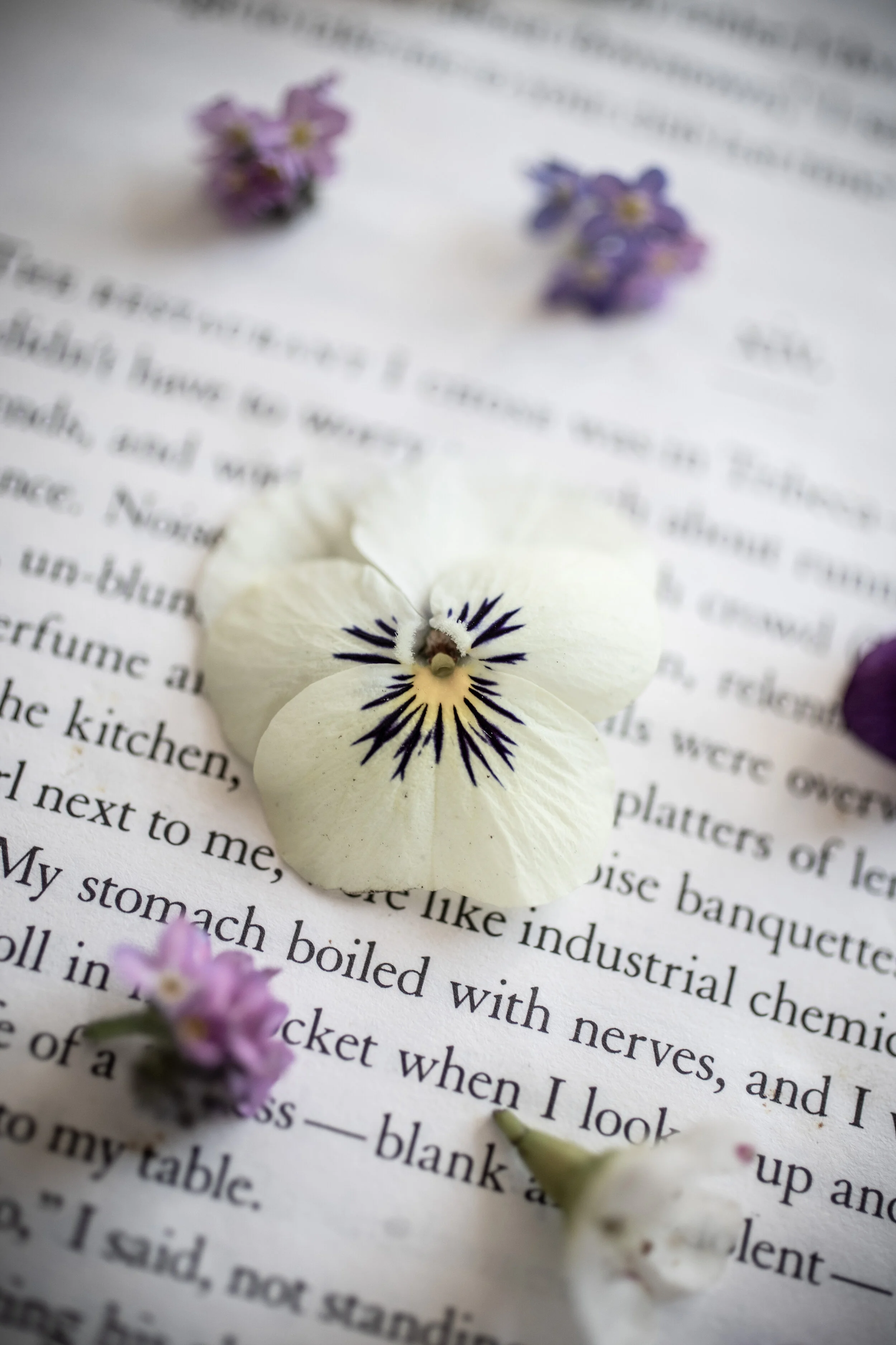 HOW TO Flower pressing — 91 Magazine