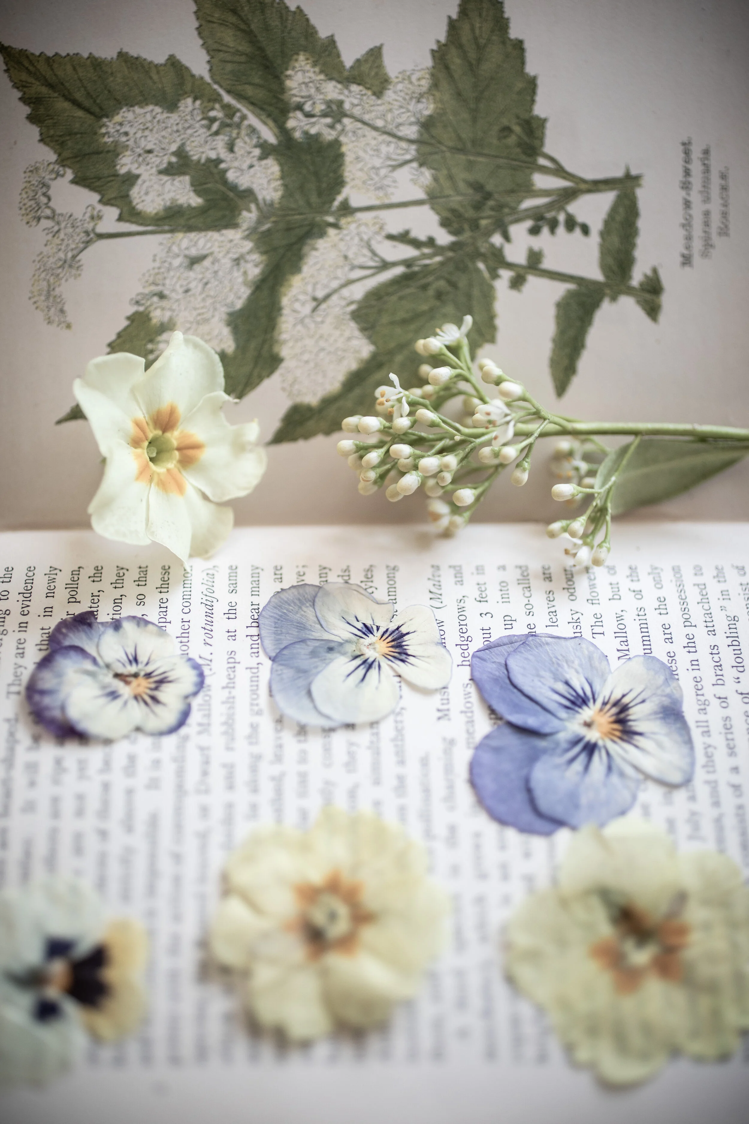 How To Flower Pressing 91 Magazine