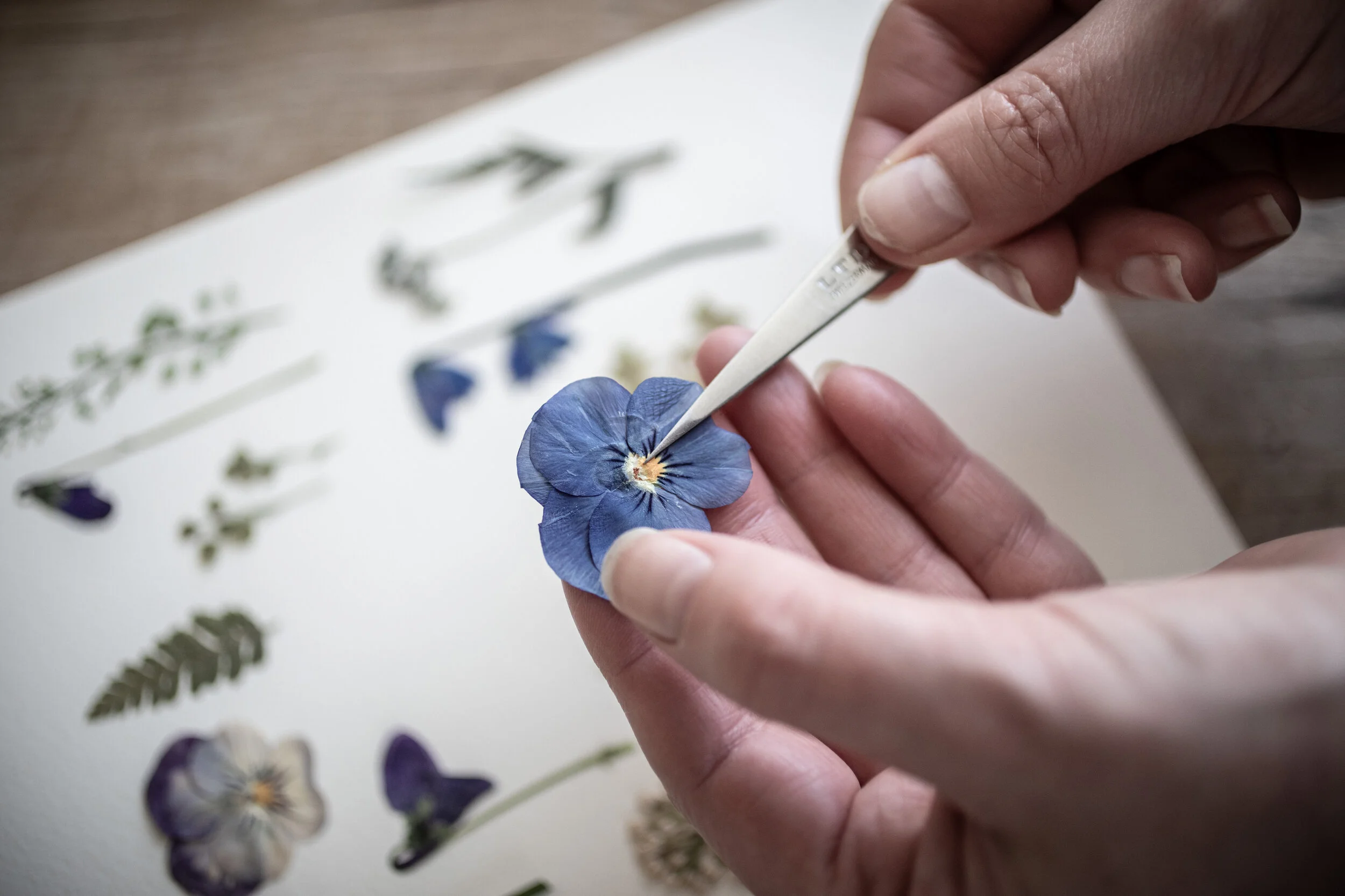 HOW TO Flower pressing — 91 Magazine