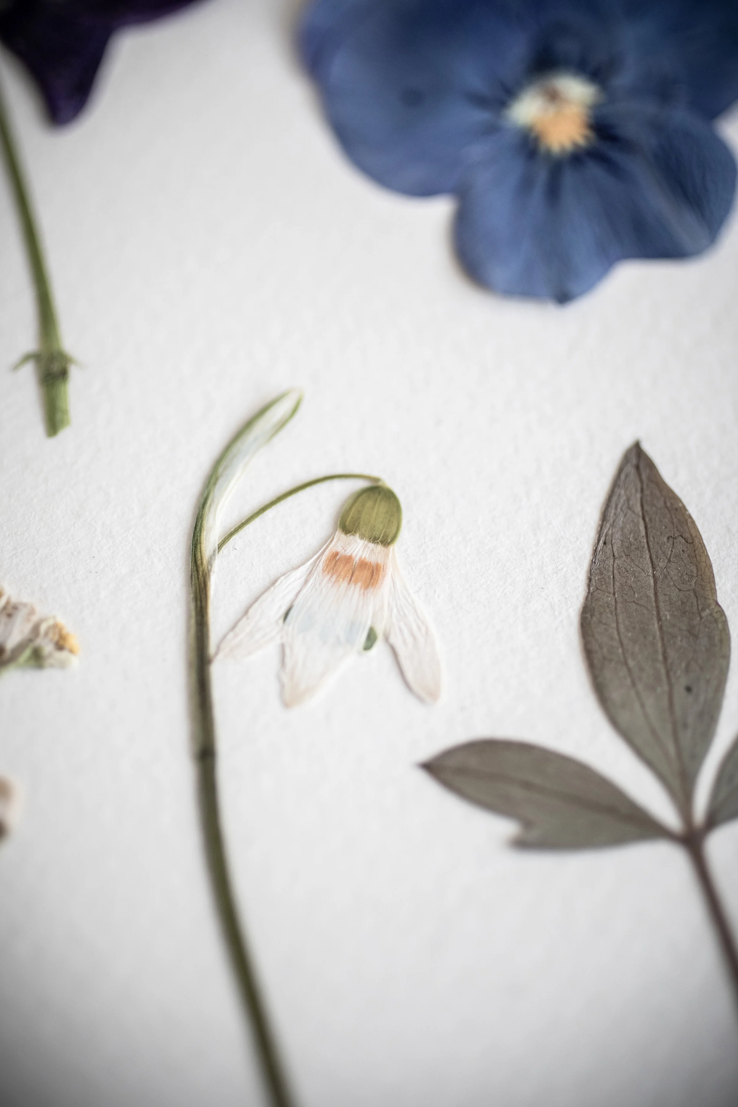 HOW TO Flower pressing — 91 Magazine