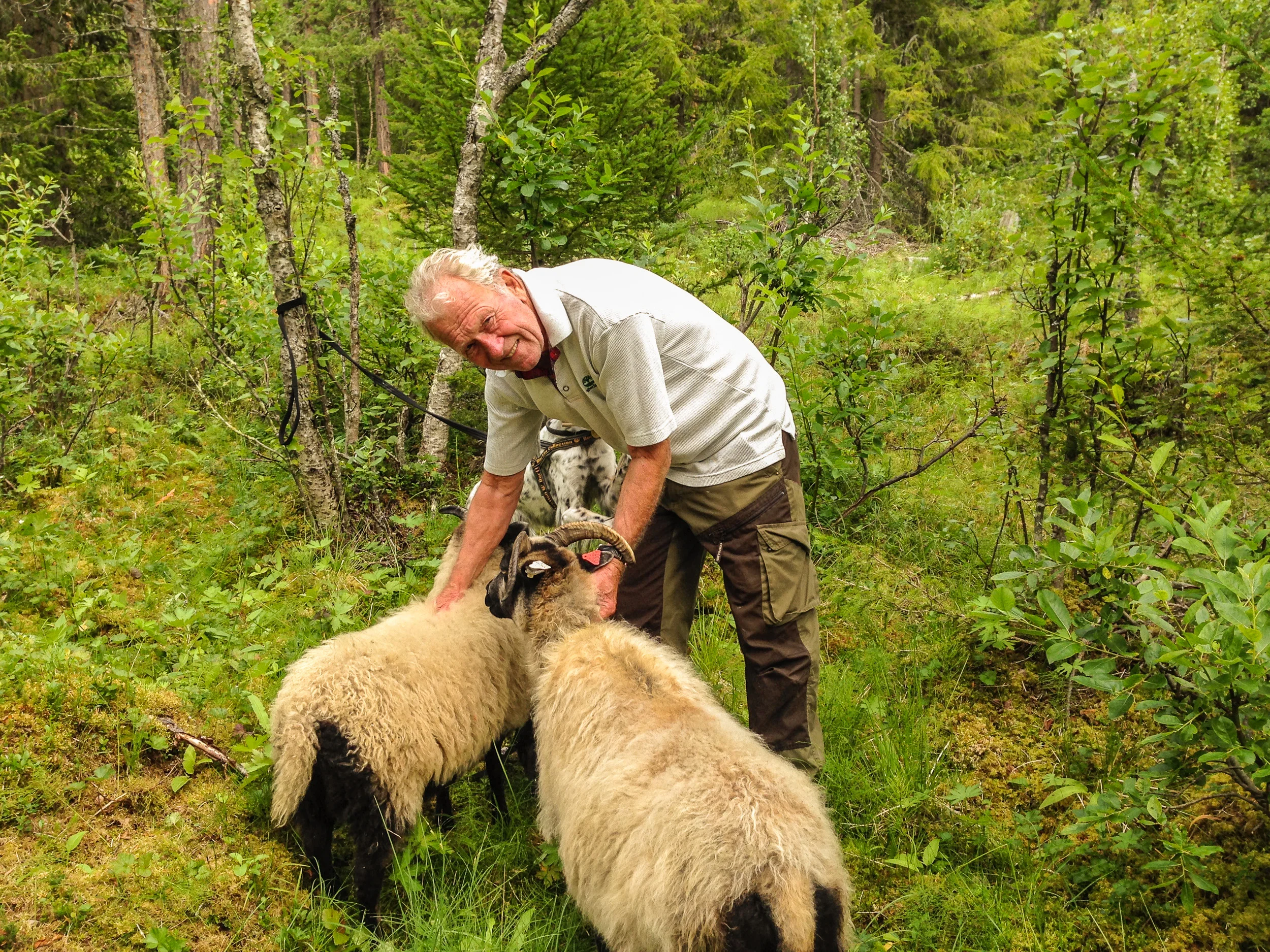 Veldig trivelig å treffe sauene våre i fjellet.