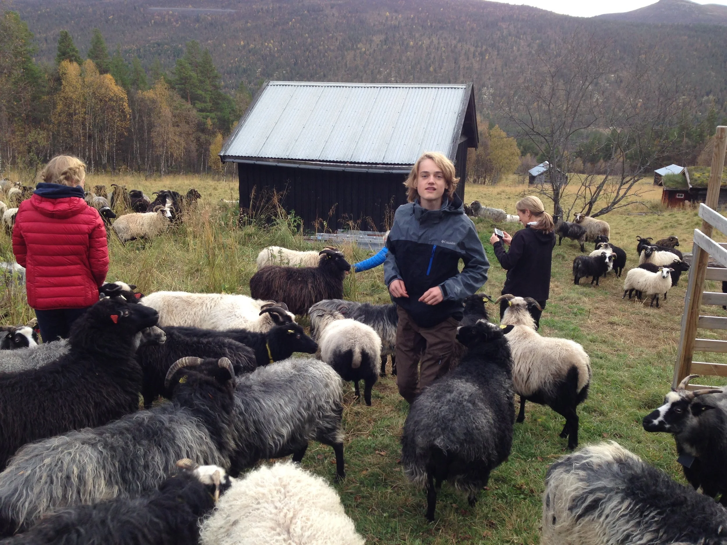 Godt å få sauene tilbake på Perslåa i slutten av september. Her hjelper familien til.