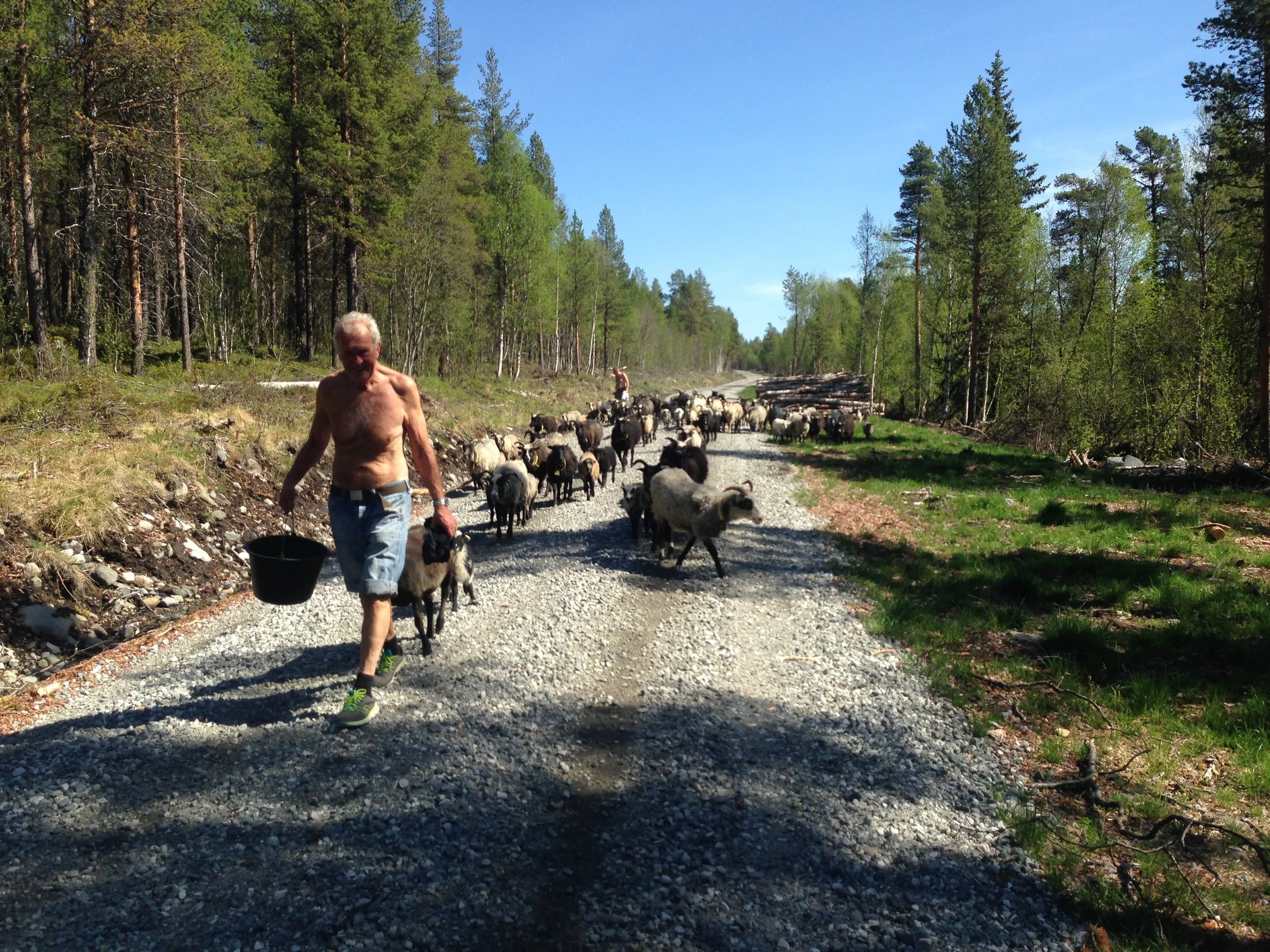 På vei til deilig setergras på Perslåa. Deretter venter høyfjellet og den store friheten.