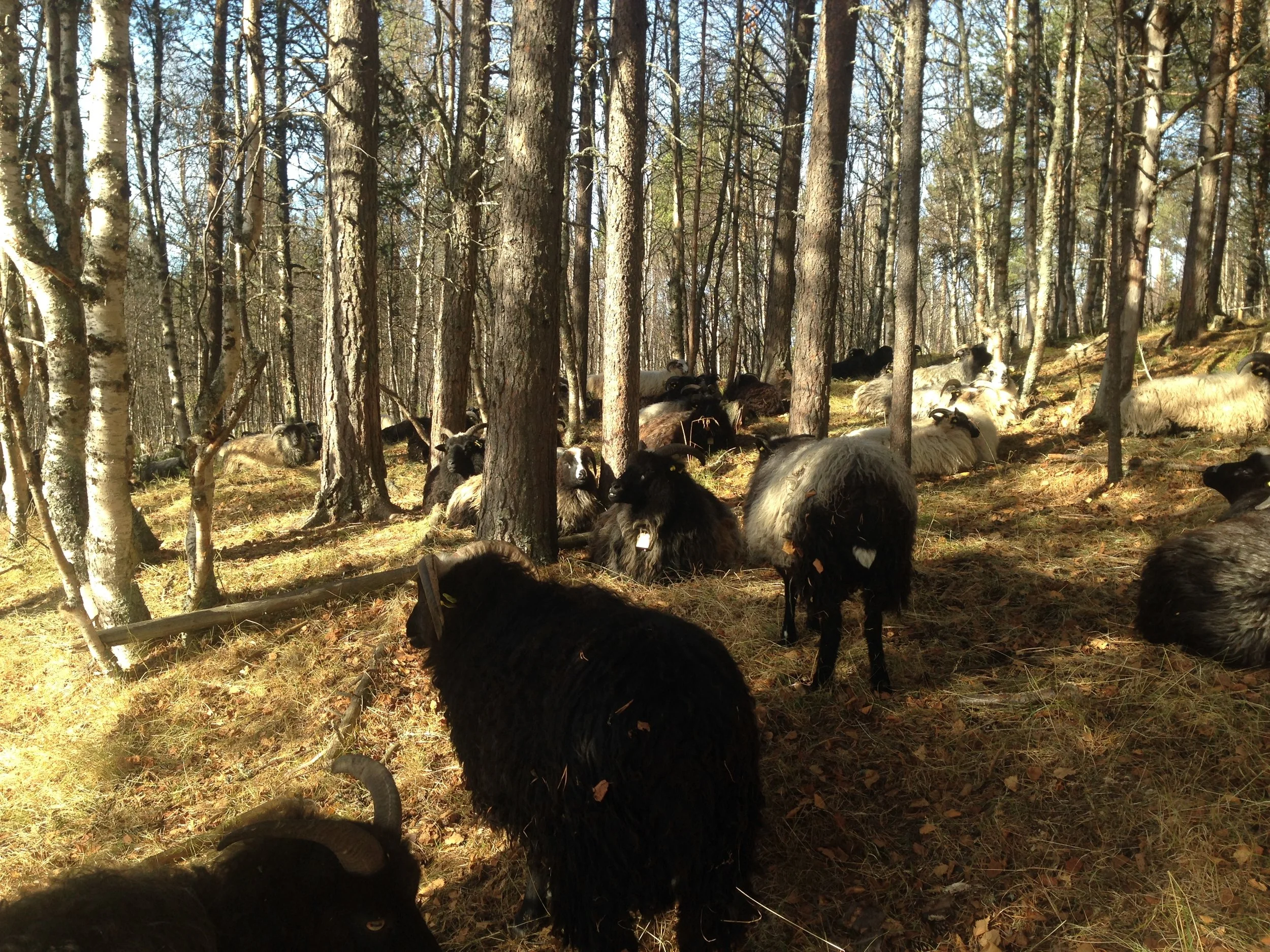 Late dager på setra etter måneder i høyfjellet.