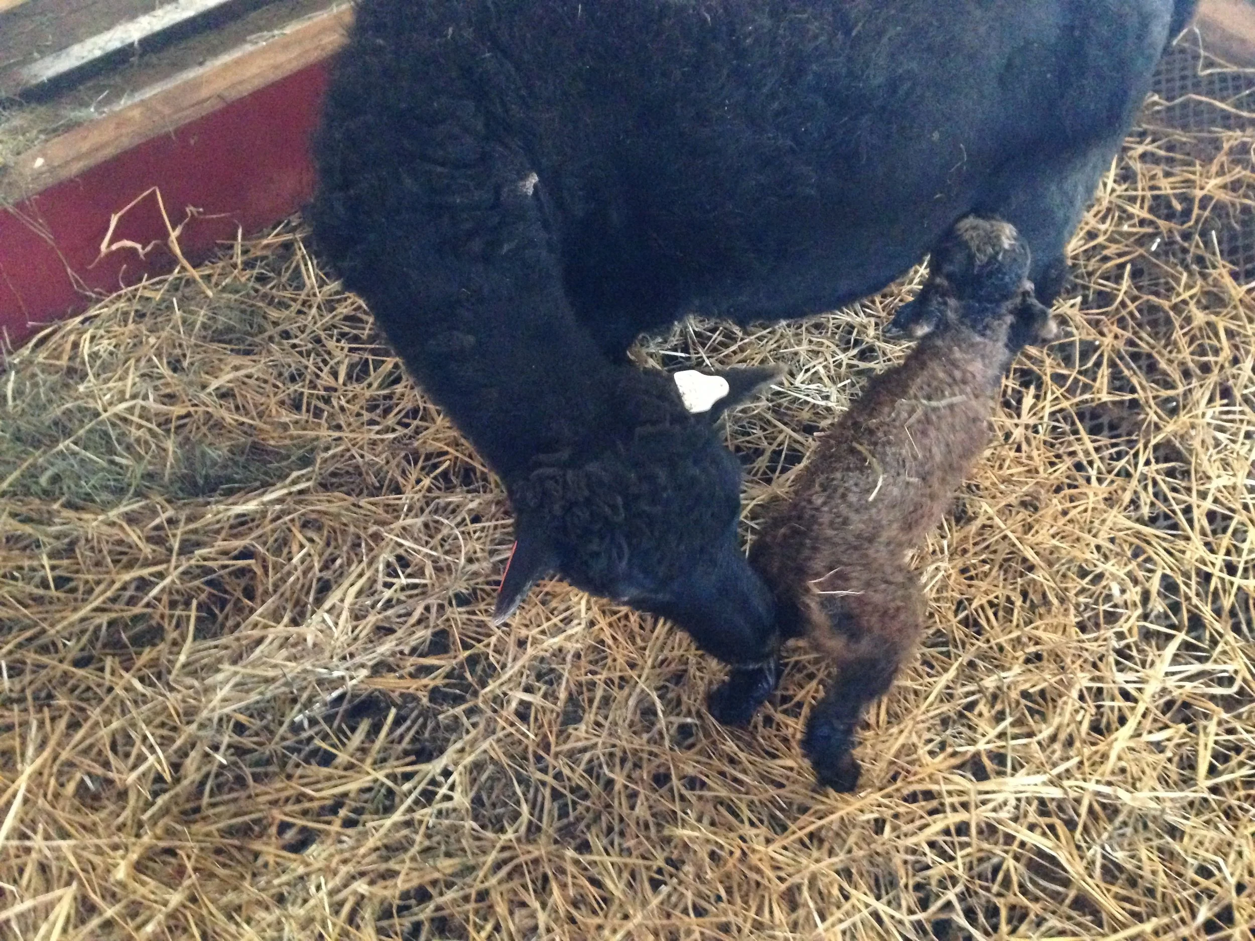 20. april 2017 - Årets første lam, Molly var igjen tidlig ute.