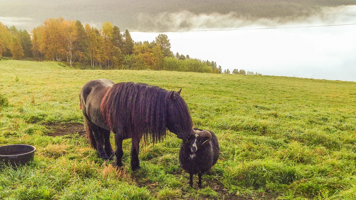 Gode venner - Haugajo og Brutus.