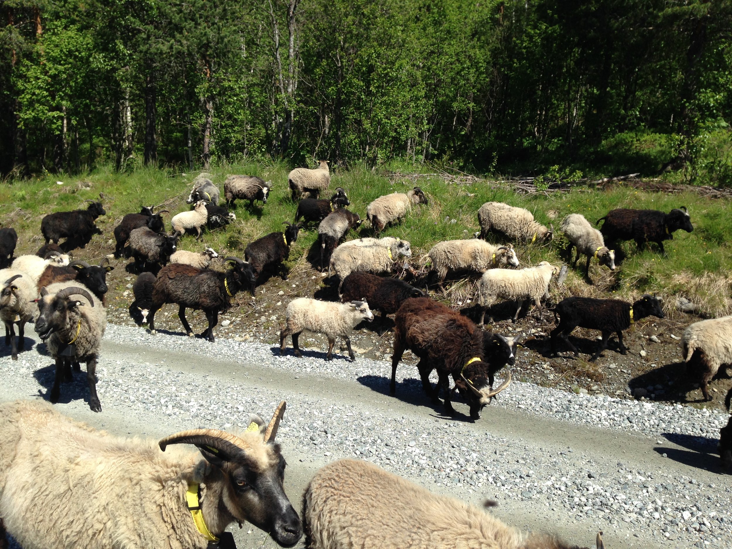  30. juni 2017 - sauene slippes til fjells. 
