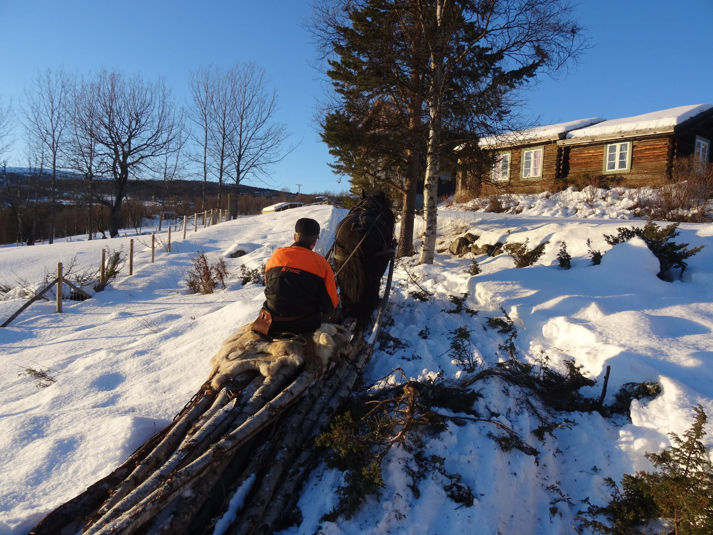  4. januar 2015 - Ove kjører tømmer med hest og slede. 