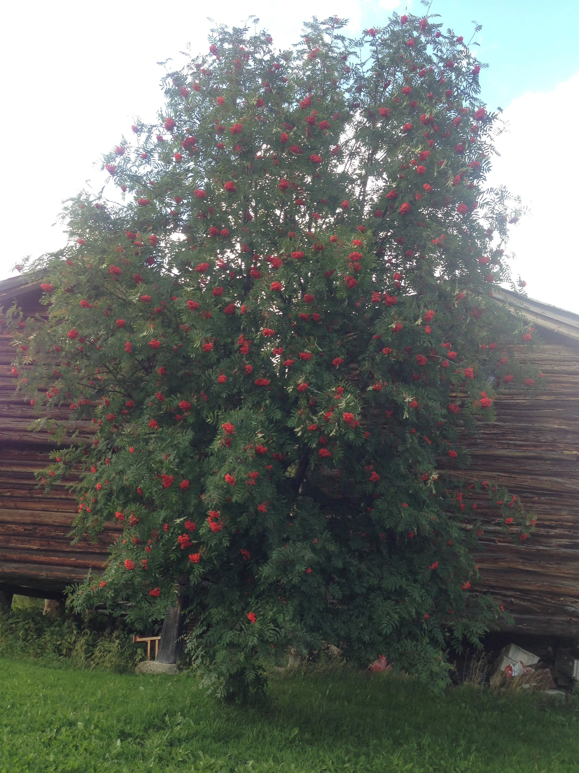  26. august 2018 - Rognebærtre på Lykkja 
