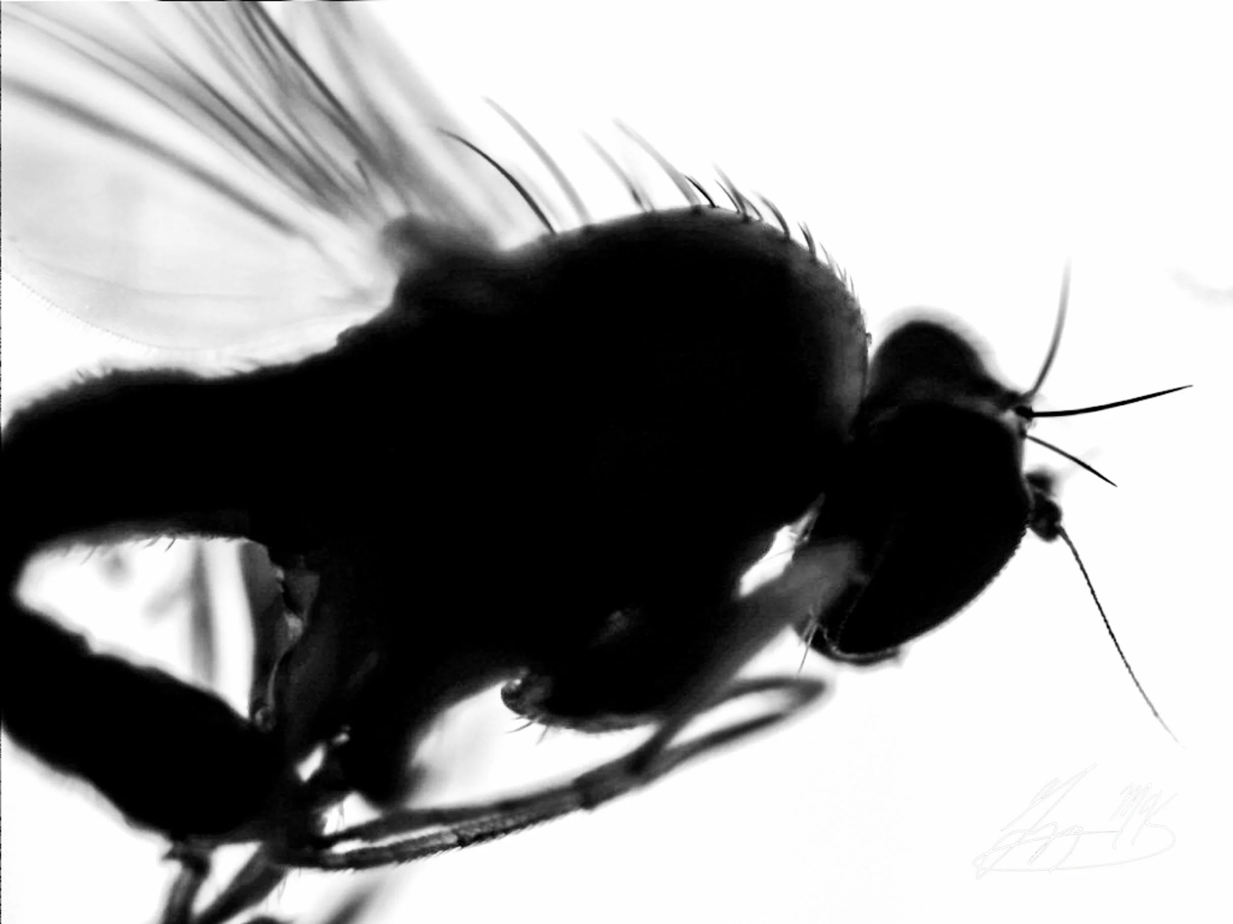 Fruit Fly.jpg