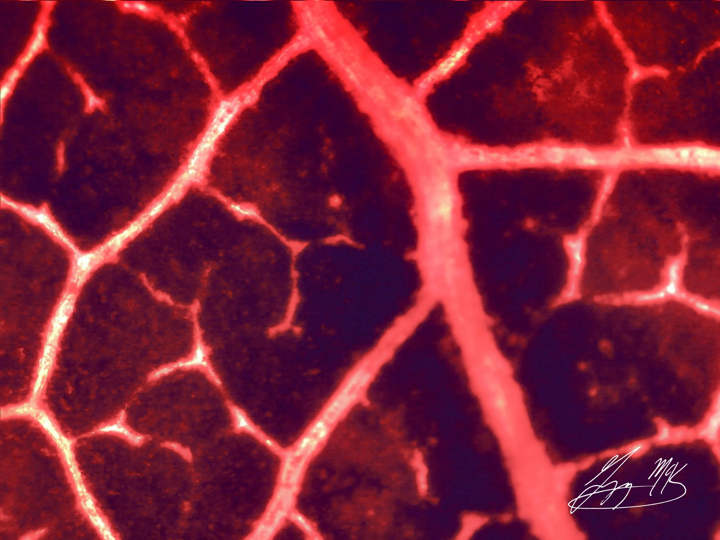 Red Leaf 1.jpg