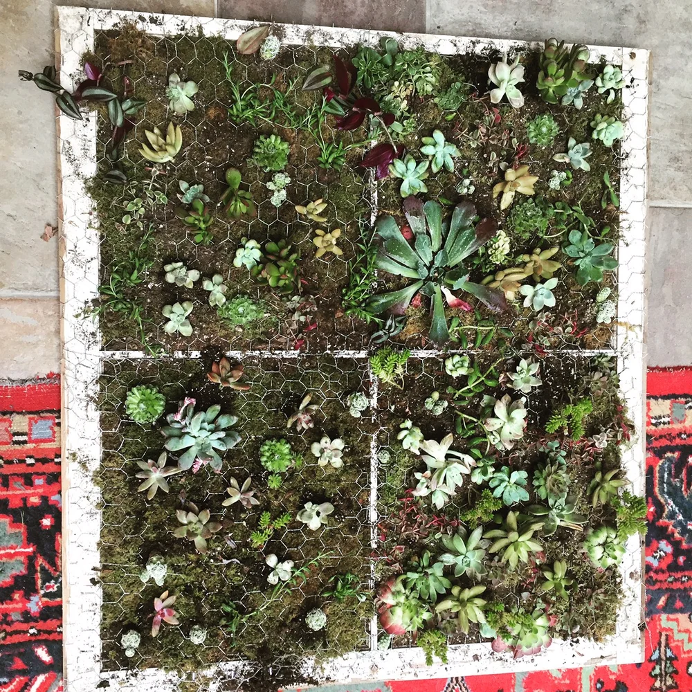 Succulent Garden Wall Diy Photo Backdrop Cindy Johnson Boudoir Photography