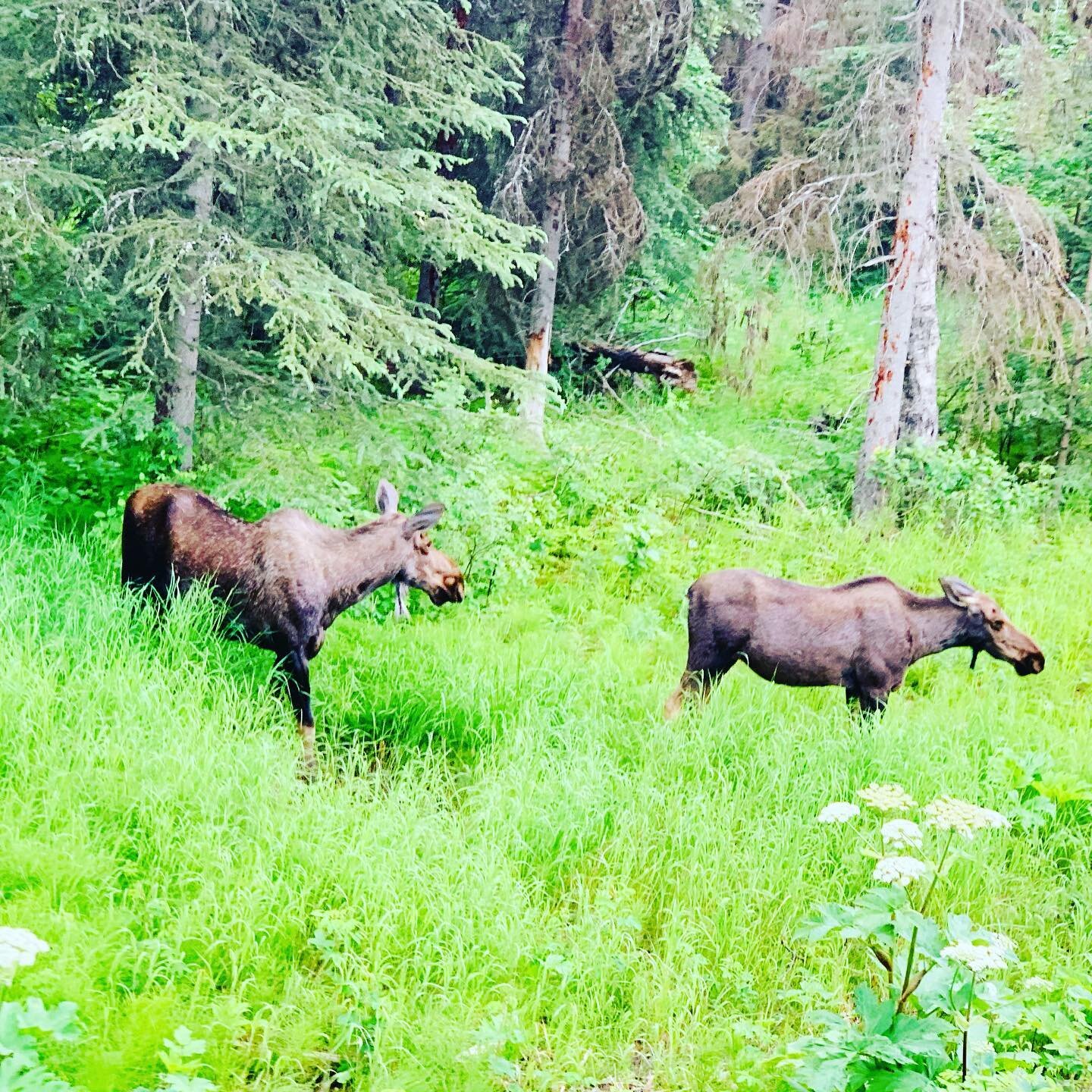 #alaskaadventures #moose #travwltheworld #familyvacation #wildlife #adventurealways #sayyestoadventure #kenaipeninsula #getoutstayoit #outdoorsygals