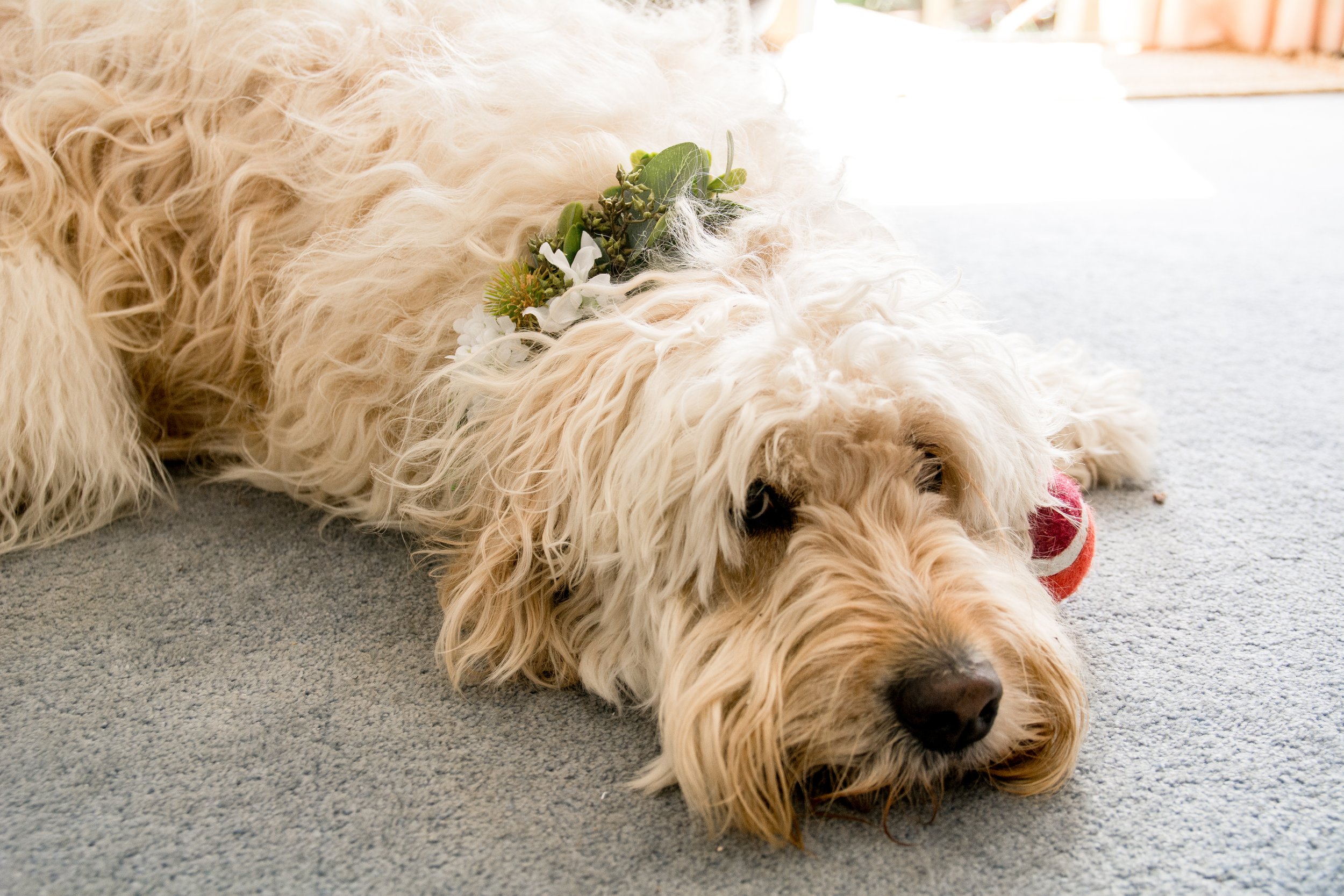 Silk and Wire Wedding Hire Flowers Dog Collar.jpg