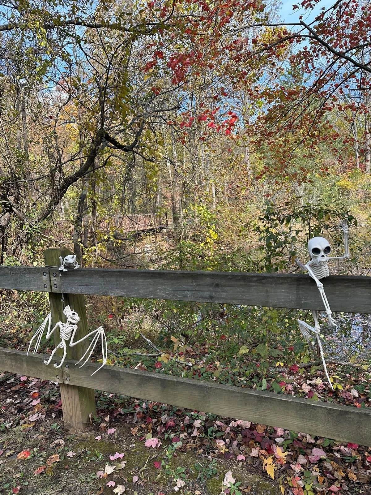 Happy #MoveItMonday Yogis! π§π½‍βοΈ
As we a start a new week, and a new month around the corner, let’s detox together in the Hot Room today at 6pm with Diana! 
Are you not a big fan of trick or treating on Halloween night or not into costu