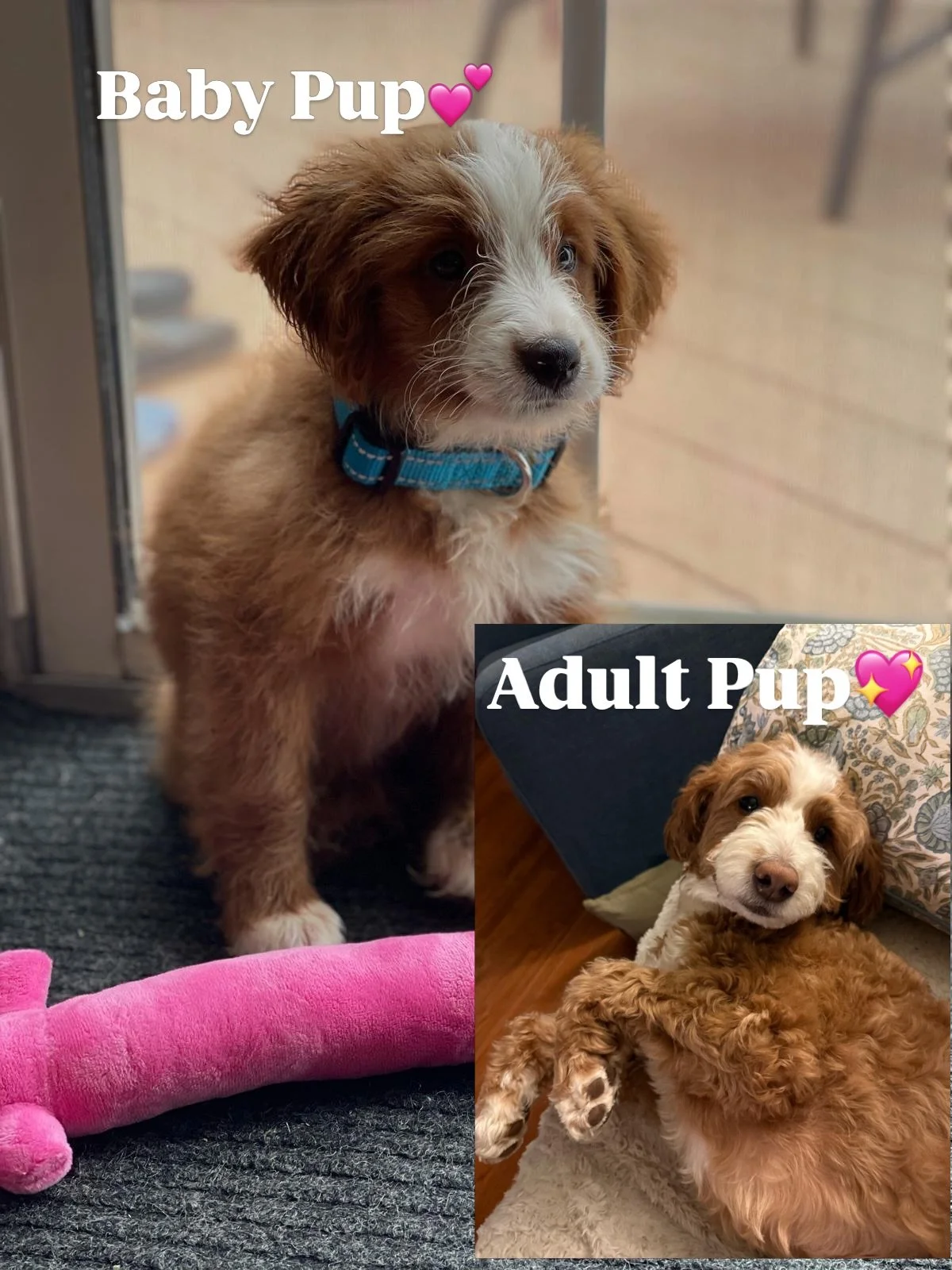 &ldquo;Move It Monday, yogis! And, Happy National Puppy Day! Yes, every day is a puppy day, but today is the official day for you to give your pups extra special treats.  The older dogs age over 10 years old are still the BEST puppies in the world! 
