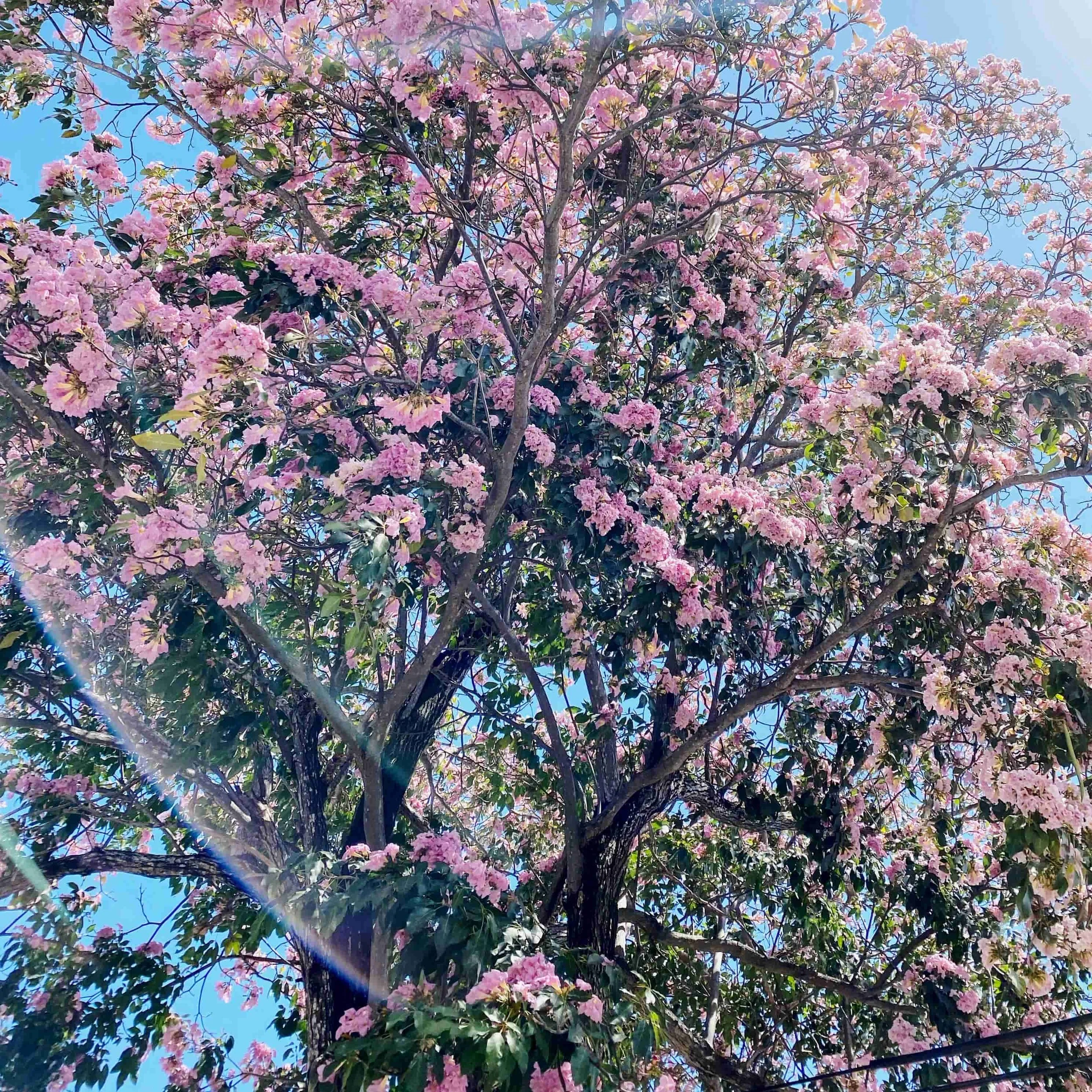 Spring is here and the pink Guayacan trees are blooming in Cancun