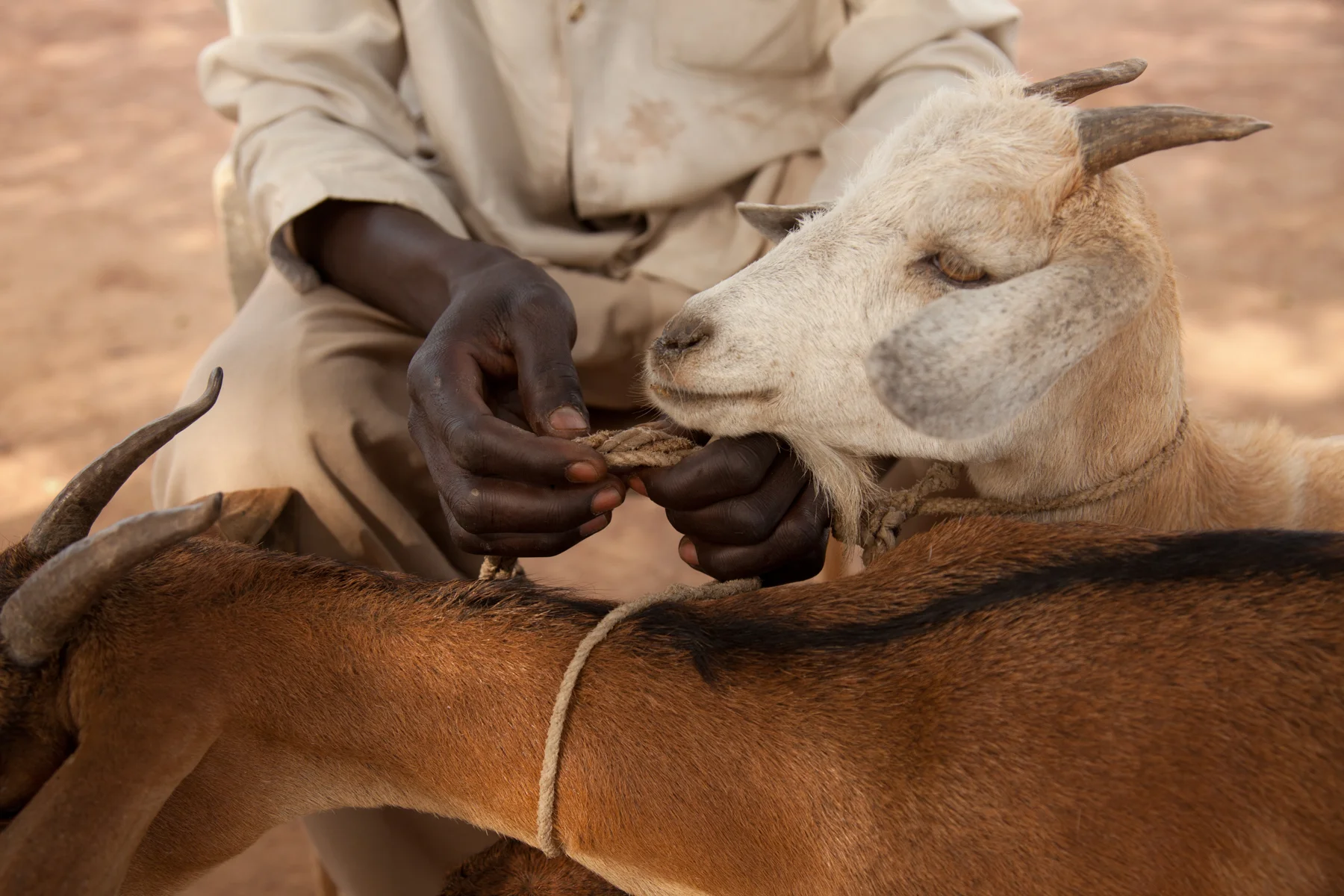 The donated livestock provide for the ex child combatants in many ways, not only do they give milk and meat; but also enable them to be accepted in society, which is difficult if you do not own livestock.