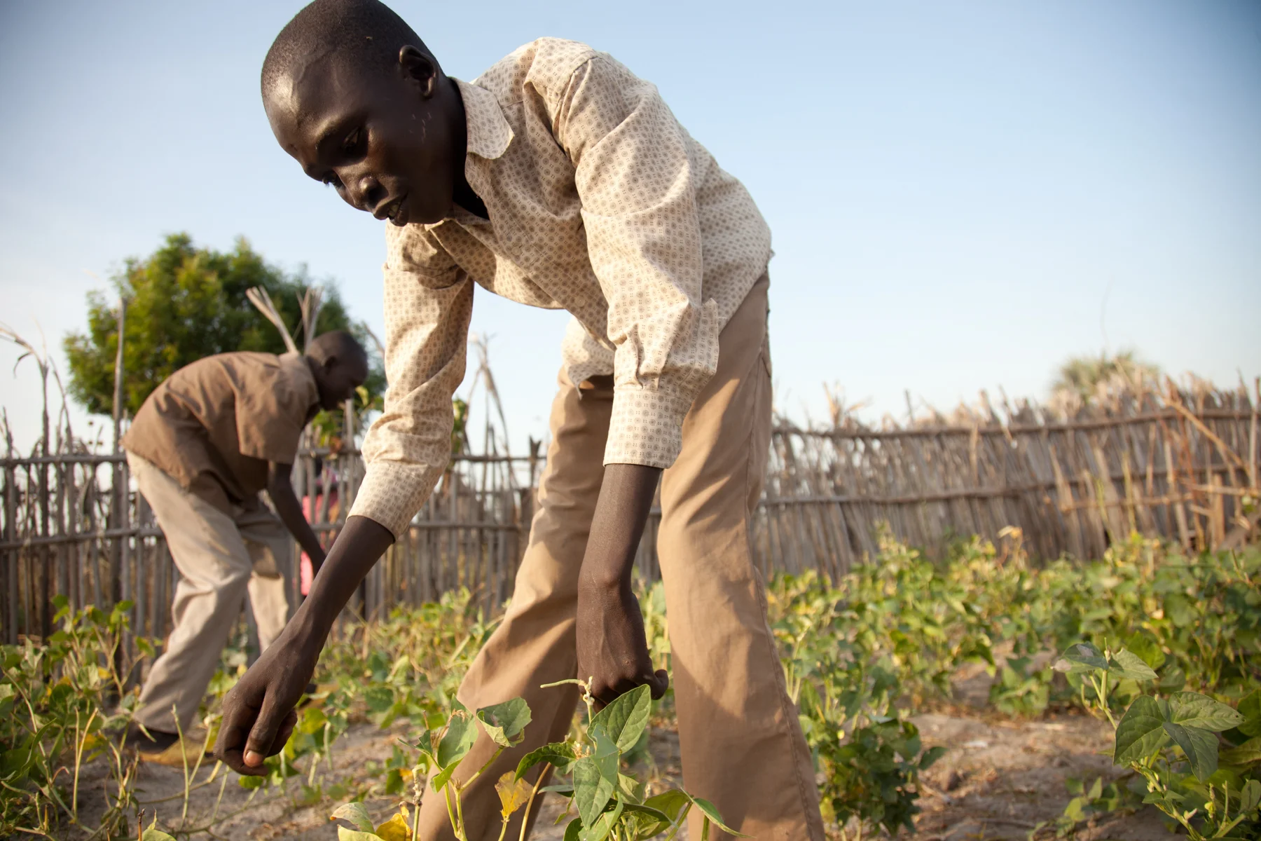 As part of the charity VSF Suisse'sReintegration of Former Child Soldiers project (RECAAF) they have been given livestock and seeds for crops, this will hopefully help to break the cycles of endemic conflict.